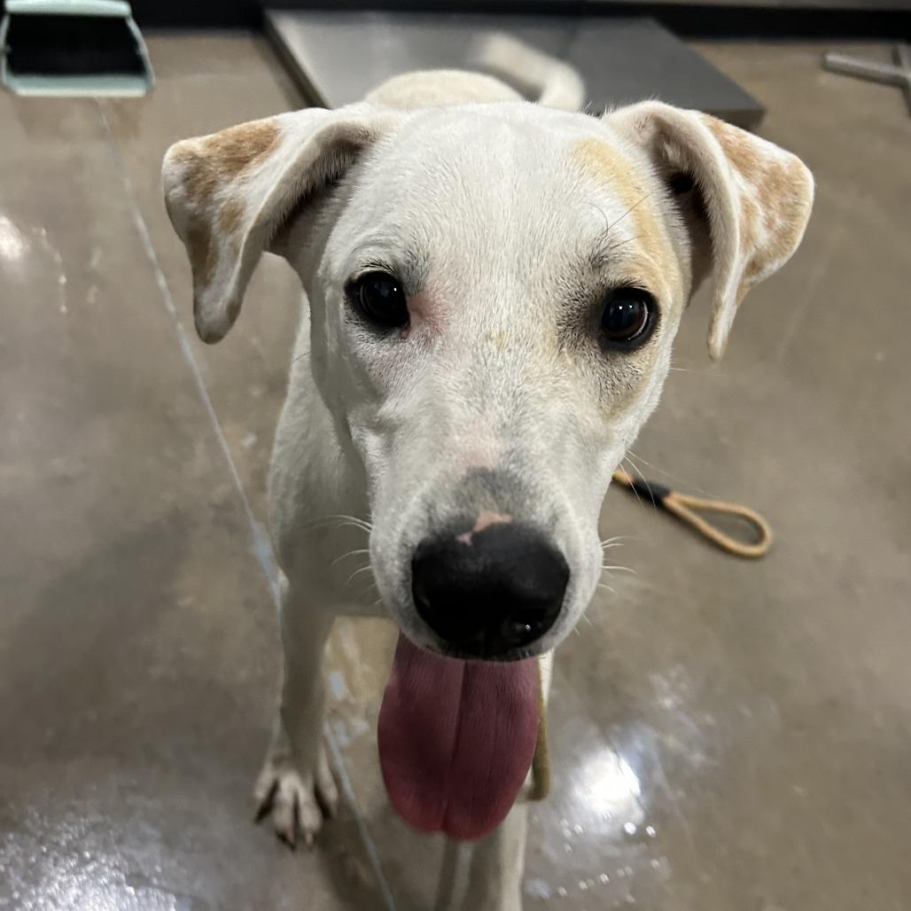 Enlarge Ginger, a Adoptable mixed breed in Washburn, MO image 1/1