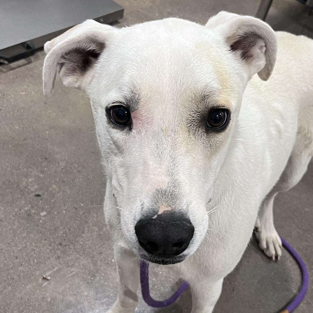 Enlarge Ginger, a Adoptable mixed breed in Washburn, MO image 2/2