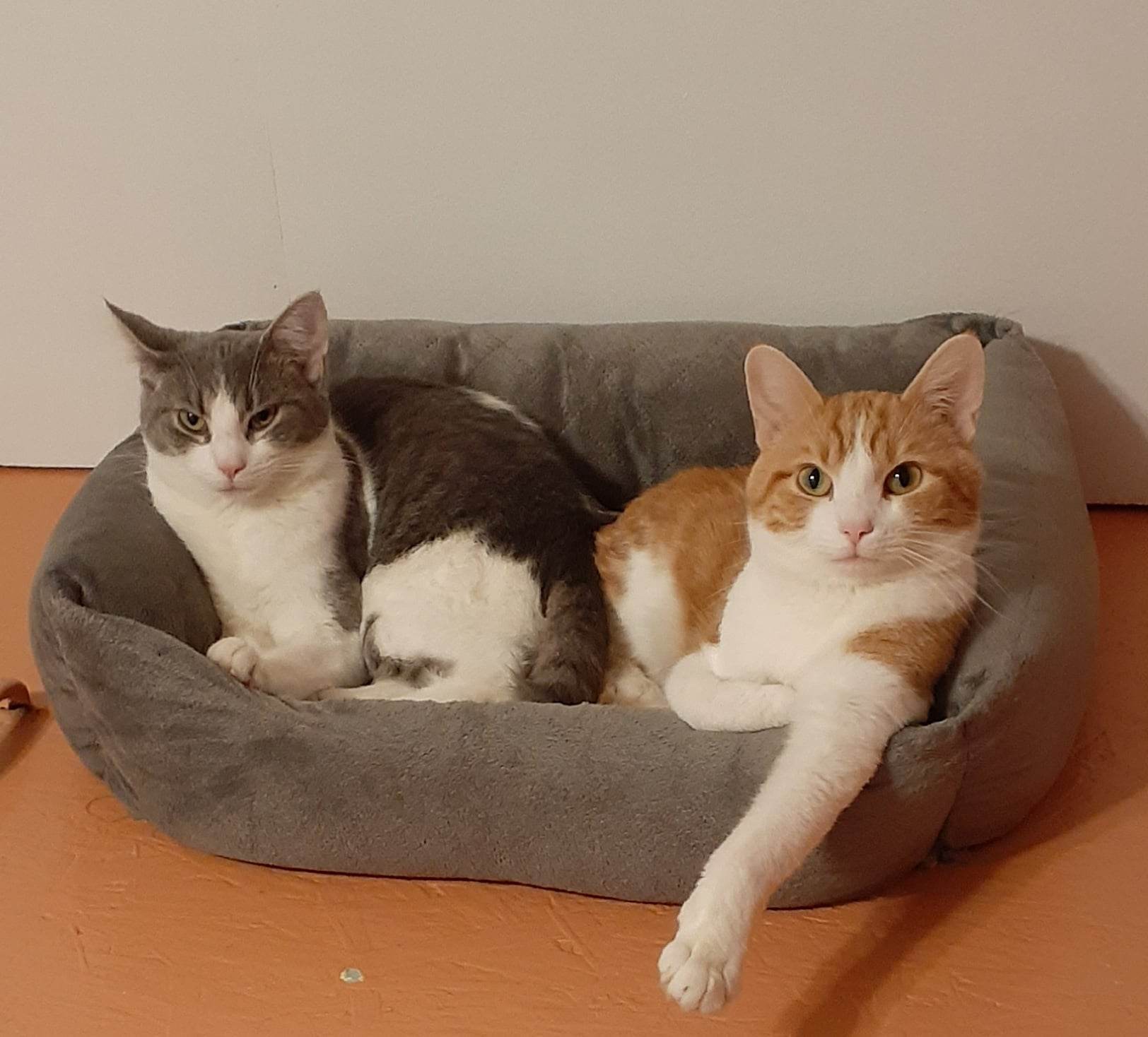 Luca, a Adoptable Domestic Short Hair in Vine Grove, KY image 1/11