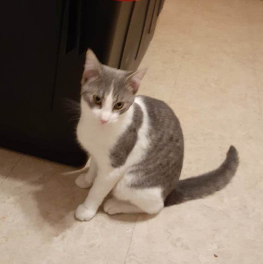 Luca, a Adoptable Domestic Short Hair in Vine Grove, KY image 2/11