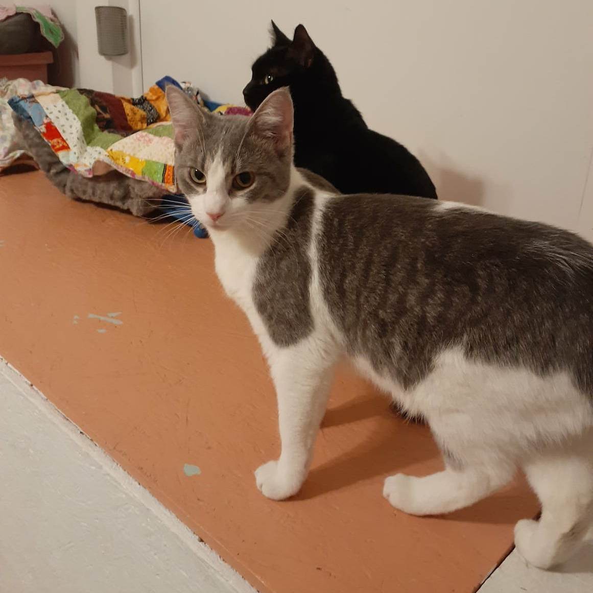 Luca, a Adoptable Domestic Short Hair in Vine Grove, KY image 3/11