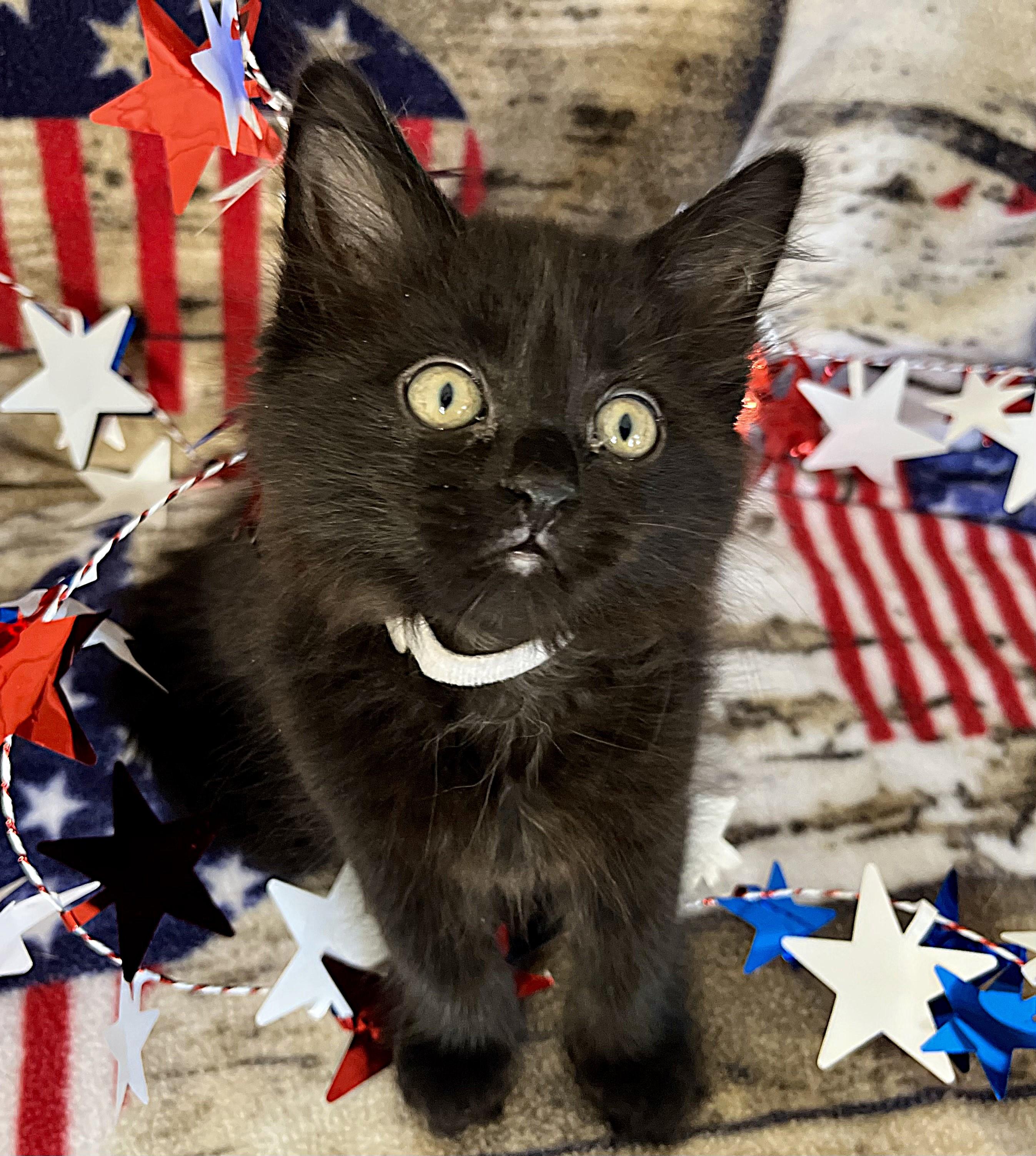 Enlarge Glory-PENDING, an adopted mixed breed in Rocky Hill, CT image 5/5