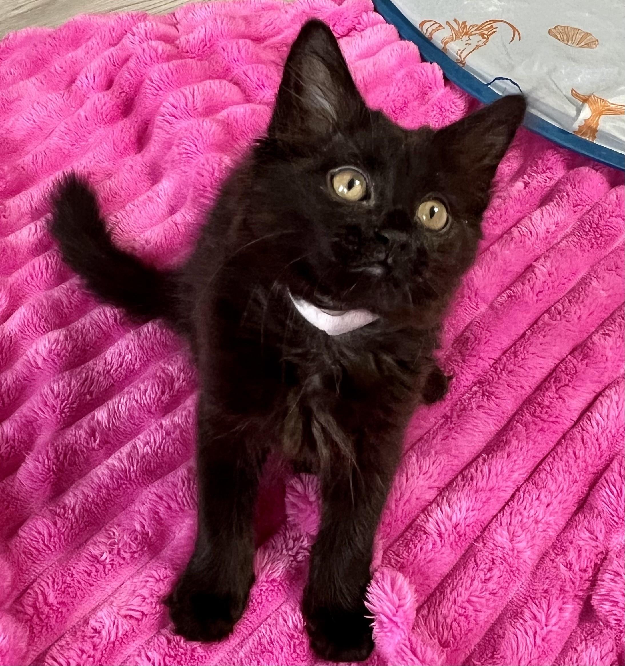 Glory-PENDING, adopted, Kitten Female Domestic Long Hair & Maine Coon.