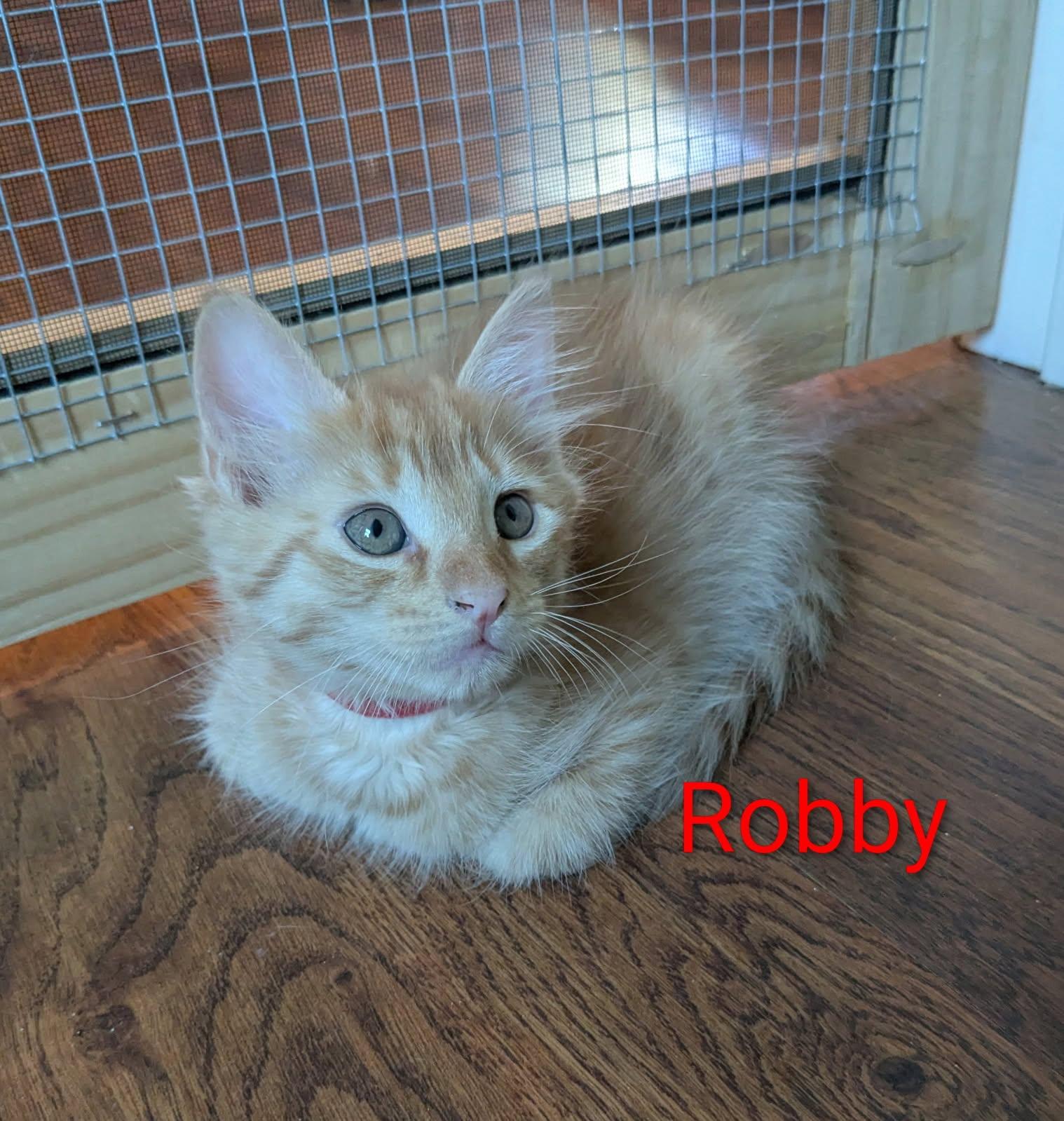 Dr. Robby, Adoptable, Kitten Male Domestic Short Hair.