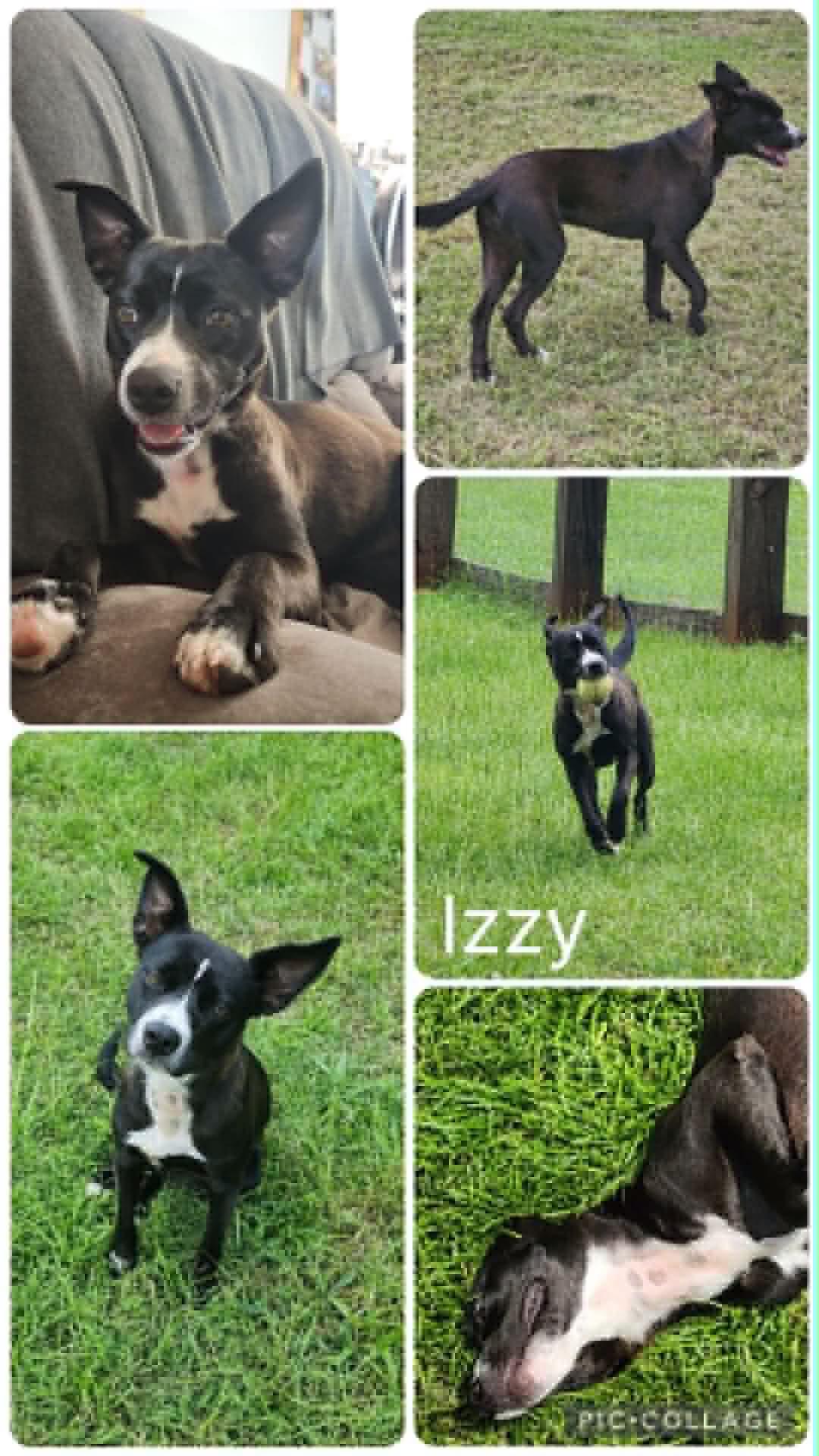 Enlarge Izzy, a ADOPTABLE mixed breed in Enterprise, AL image 1/1