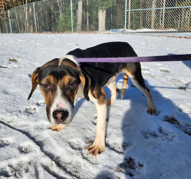 Mario, ADOPTABLE, Young Male Beagle.