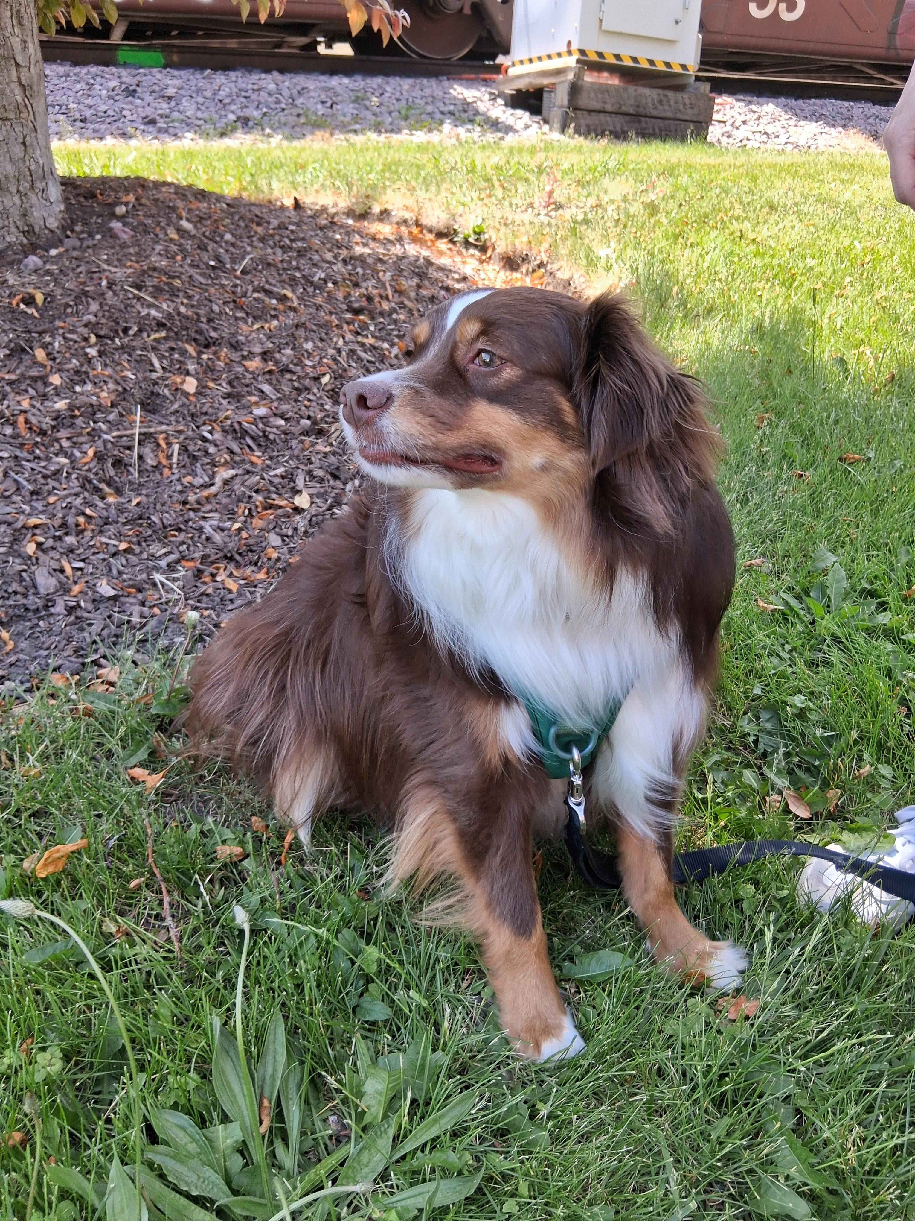 Mikey, an adopted Australian Shepherd in Elmhurst, IL image 1/2