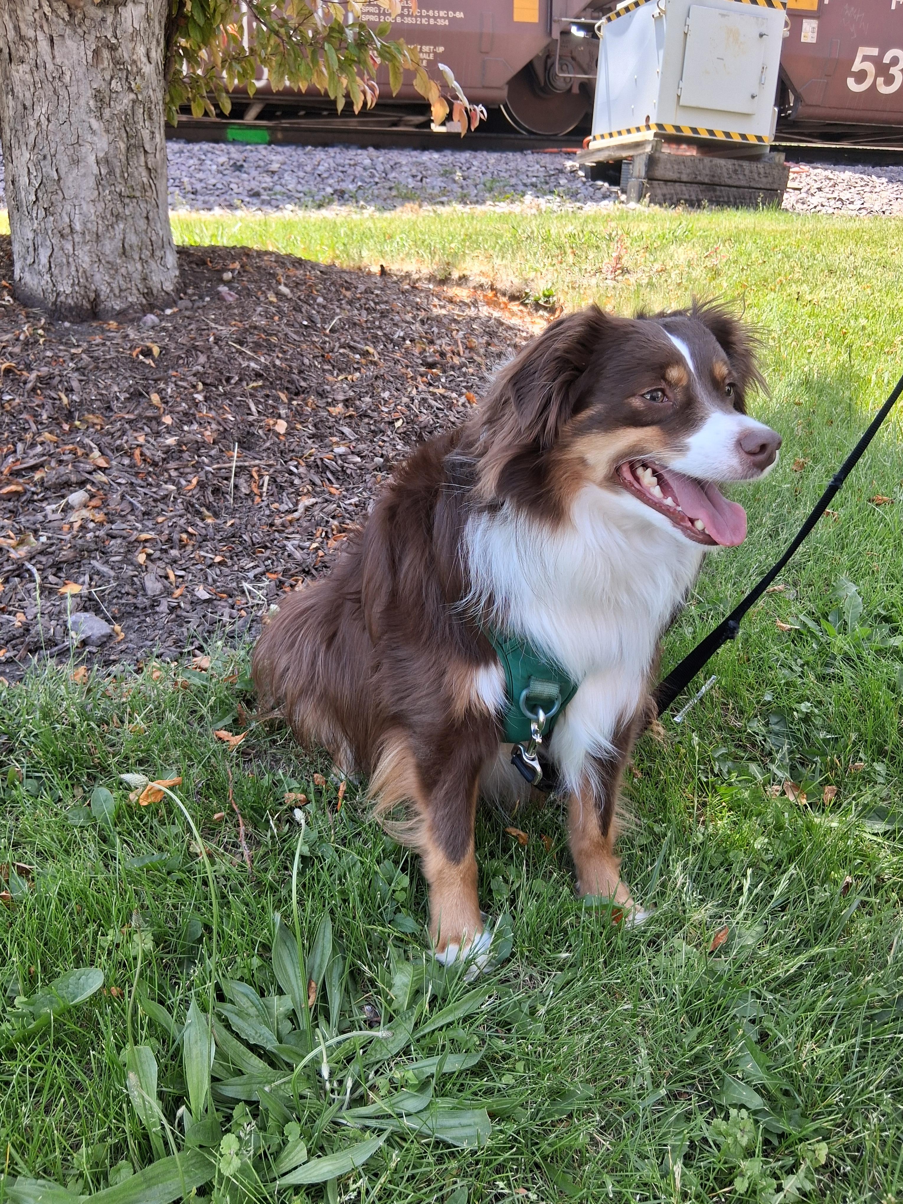 Mikey, an adopted Australian Shepherd in Elmhurst, IL image 2/2