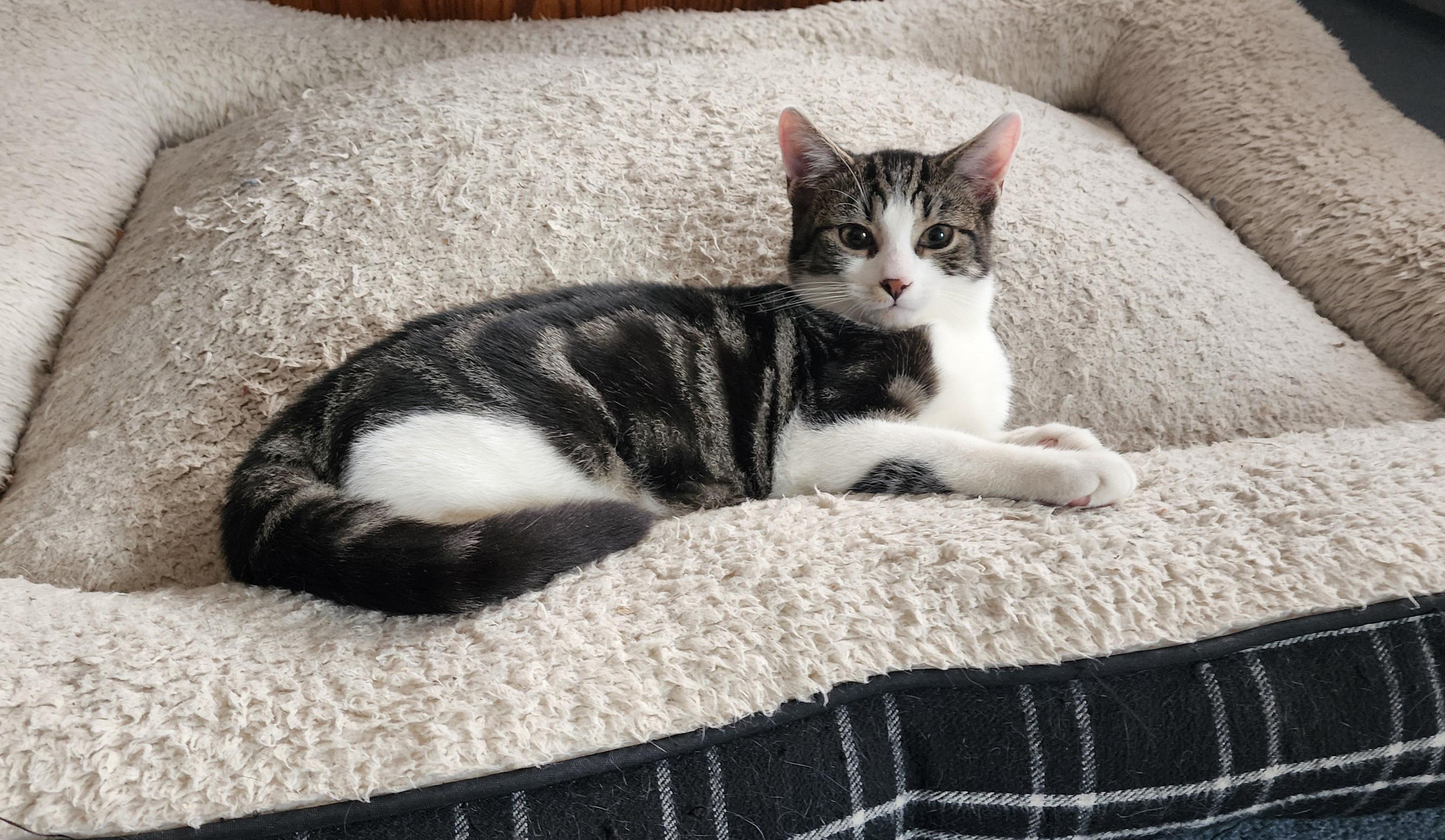 Enlarge Freddy, an adopted Tabby in Washingtonville, NY image 1/1