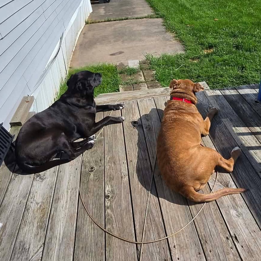Enlarge Spike, a Adoptable mixed breed in Kendall, NY image 5/6