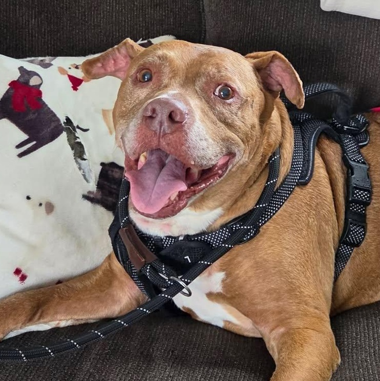 Enlarge Spike, a Adoptable mixed breed in Kendall, NY image 1/6