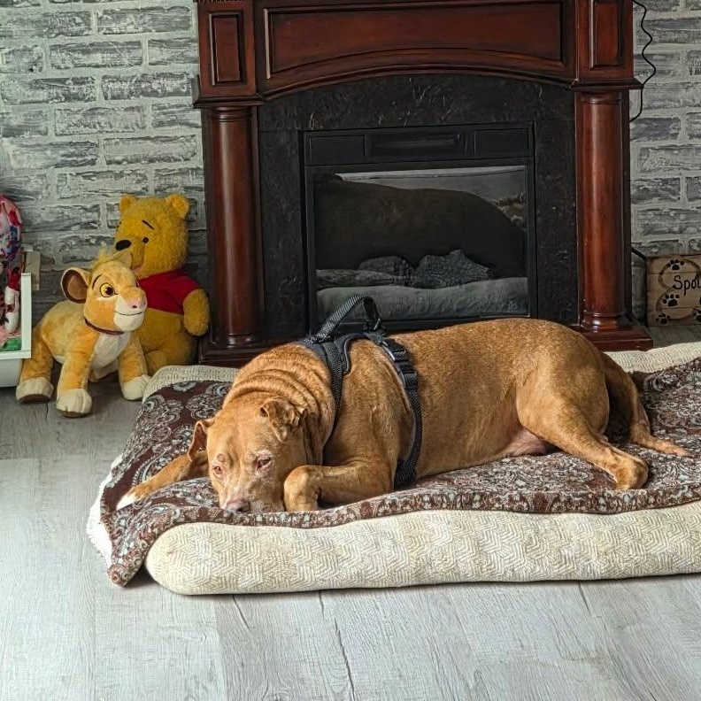 Enlarge Spike, a Adoptable mixed breed in Kendall, NY image 3/6