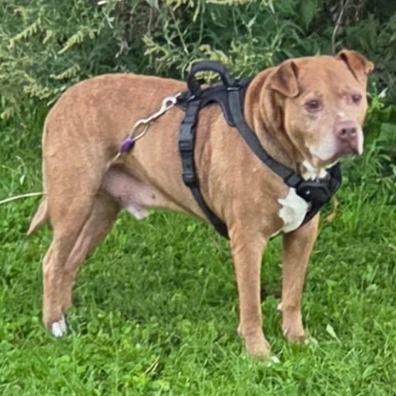 Enlarge Spike, a Adoptable mixed breed in Kendall, NY image 2/6