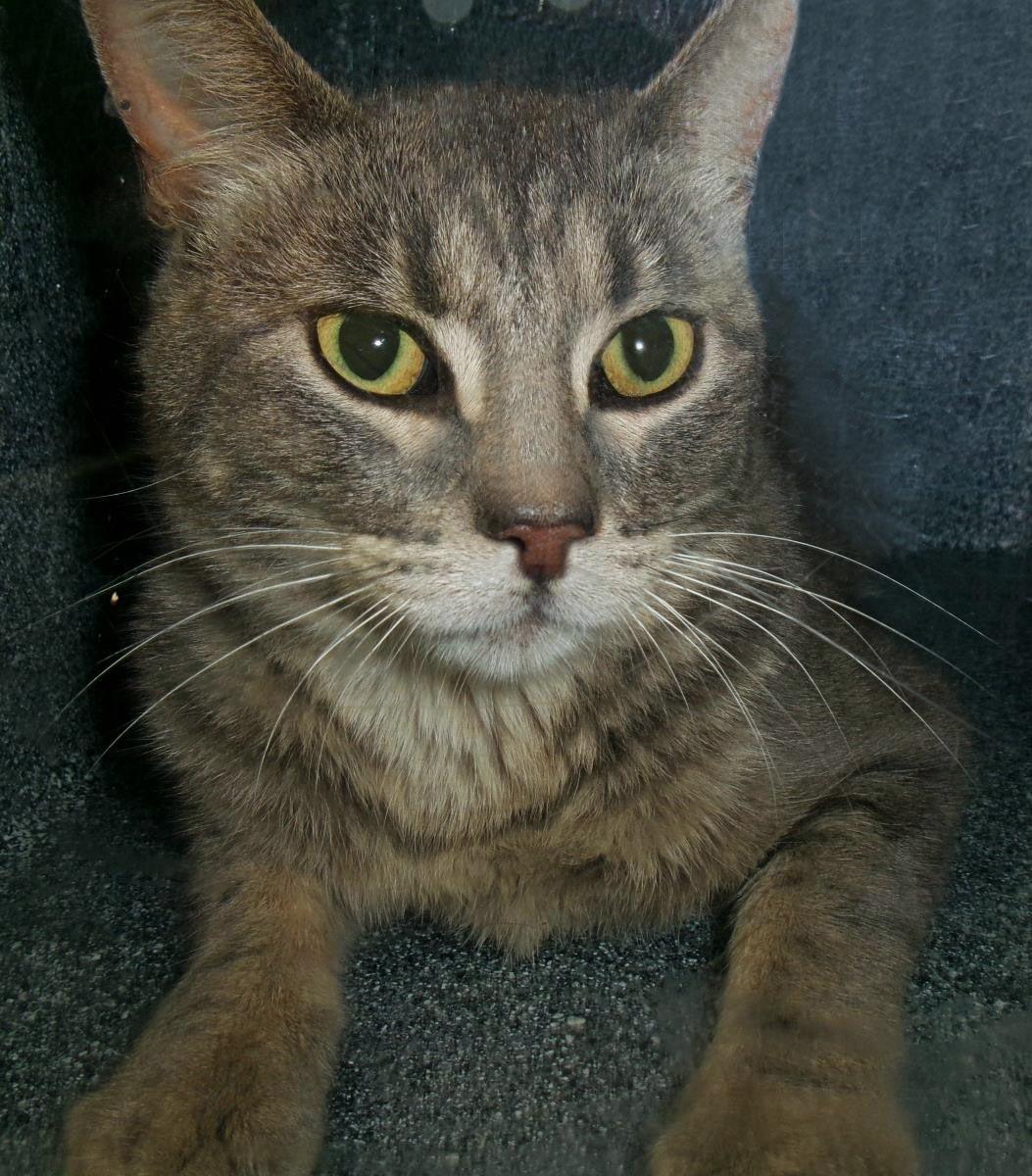 Snorlax (Working Cat), Adoptable, Adult Male Domestic Short Hair.