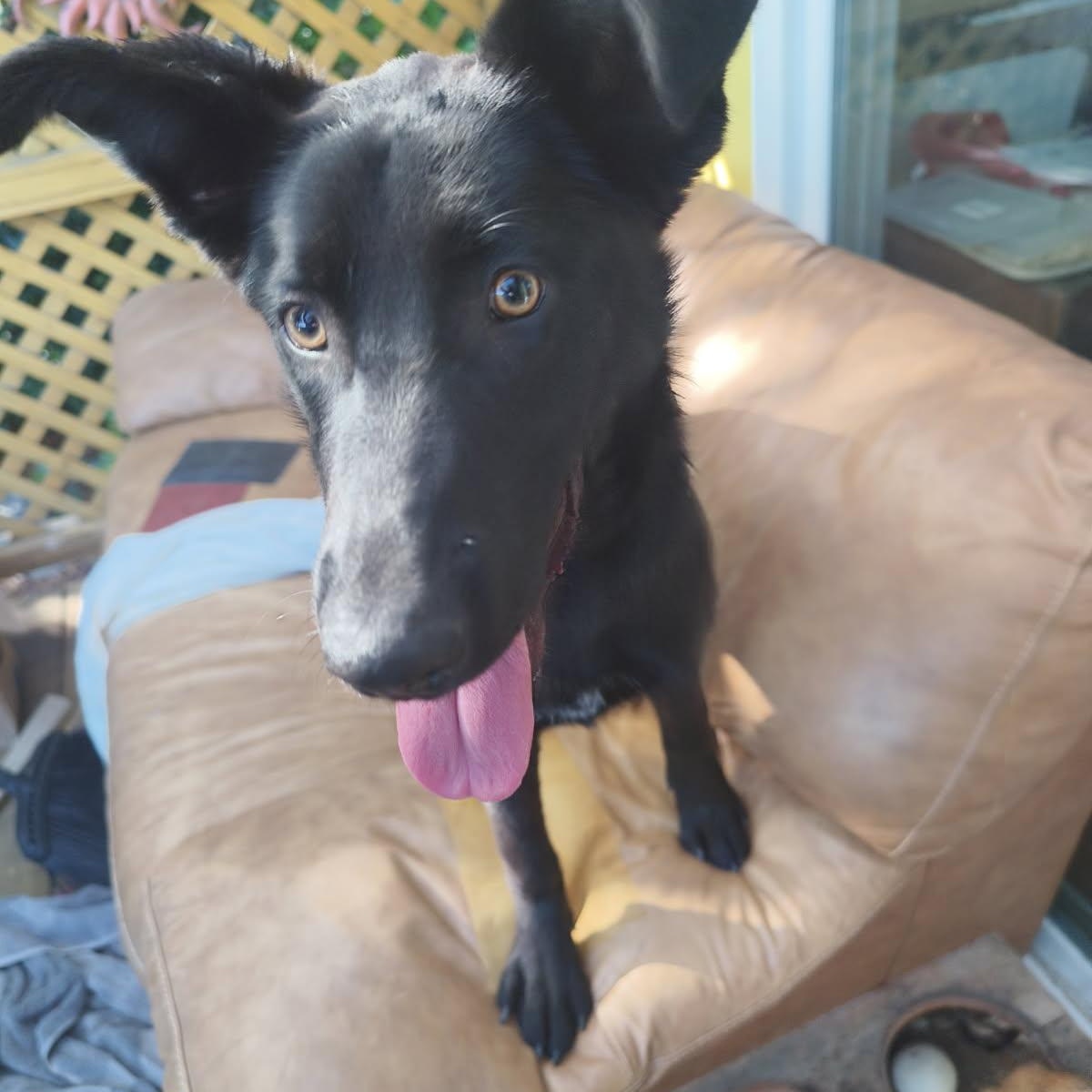 Sienna , ADOPTABLE, Puppy Female German Shepherd Dog.