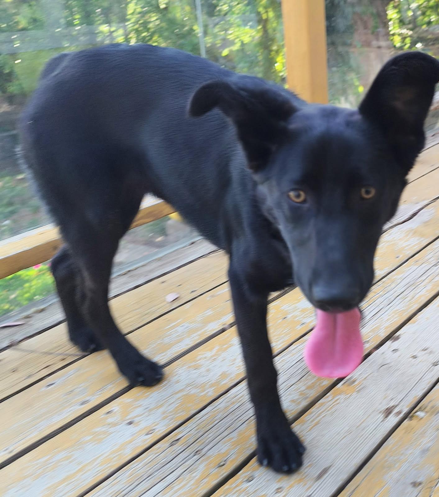 Sienna , a ADOPTABLE mixed breed in Lafayette, CA image 2/2