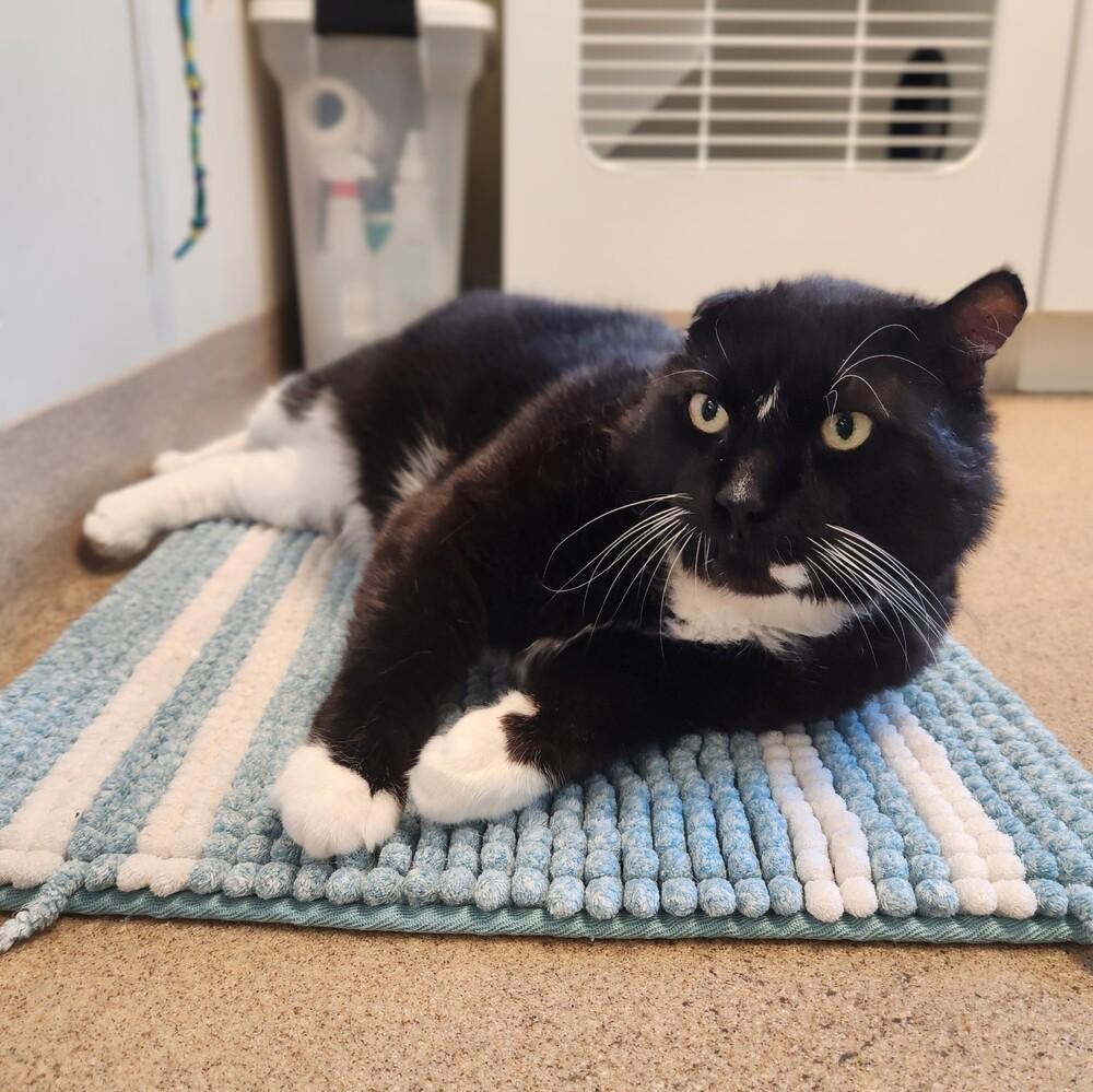 King Leo, Adoptable, Adult Male Domestic Short Hair.