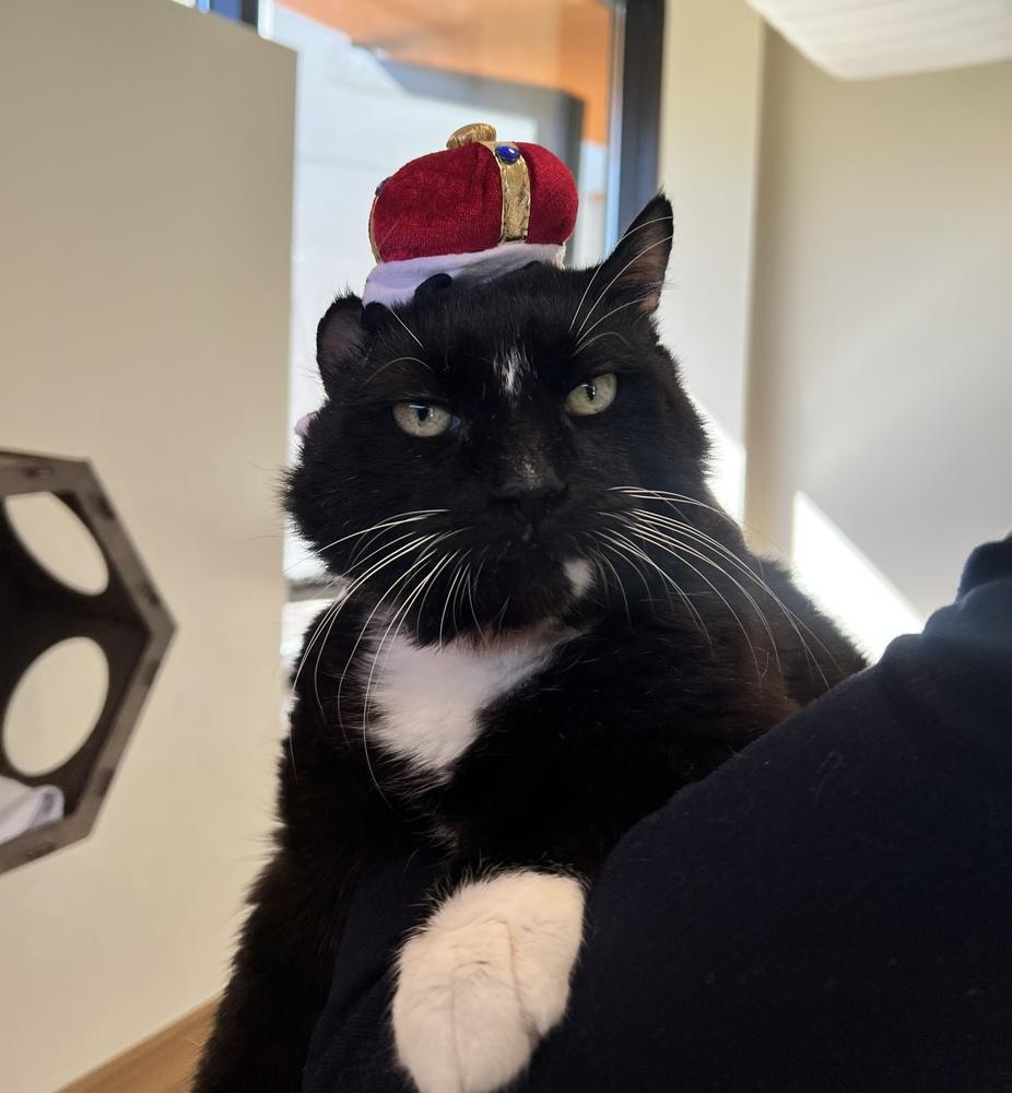 Enlarge King Leo, a Adoptable mixed breed in Elmsford, NY image 2/6