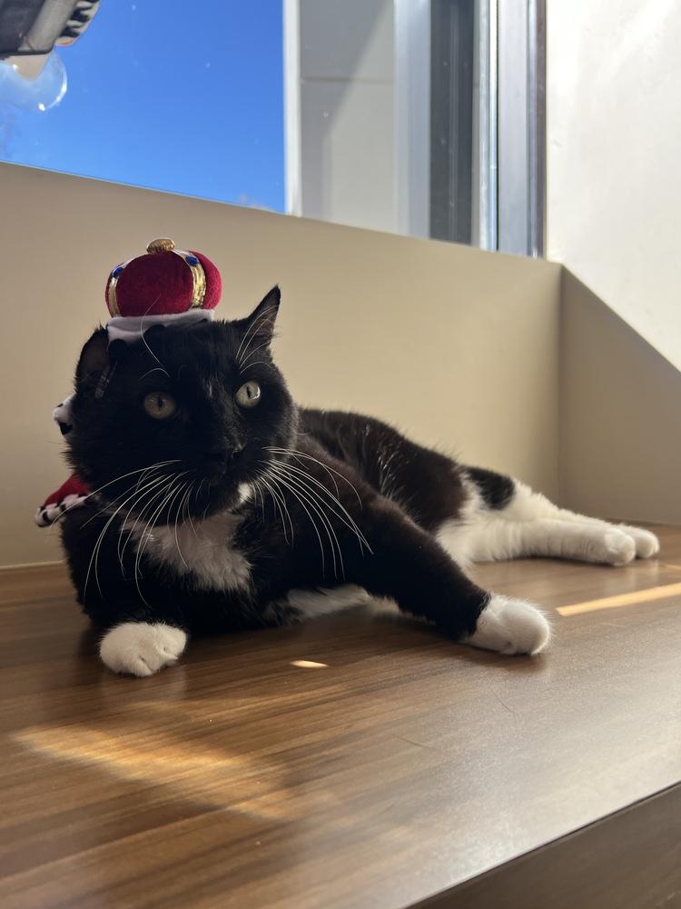 Enlarge King Leo, a Adoptable mixed breed in Elmsford, NY image 3/6