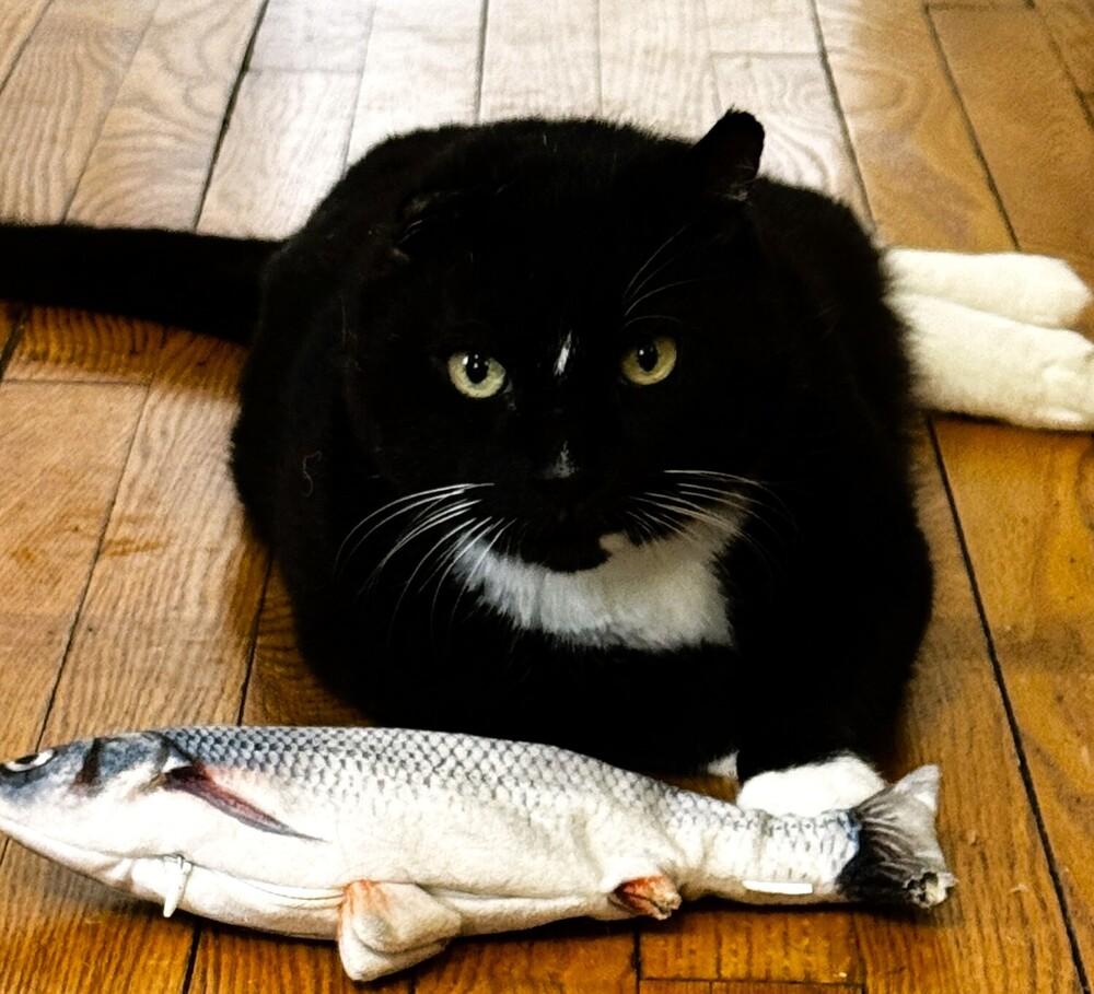 King Leo, a Adoptable mixed breed in Elmsford, NY image 2/6