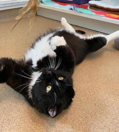 Enlarge King Leo, a Adoptable mixed breed in Elmsford, NY image 4/6