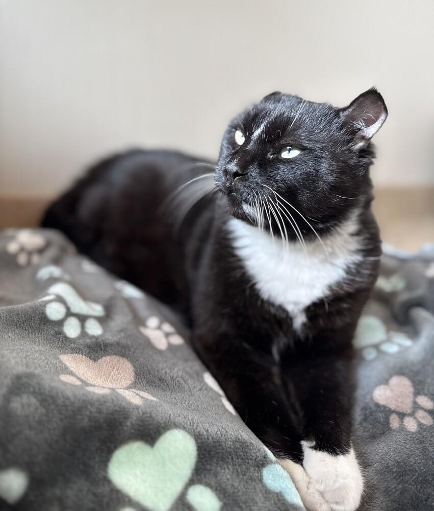 Enlarge King Leo, a Adoptable mixed breed in Elmsford, NY image 5/6