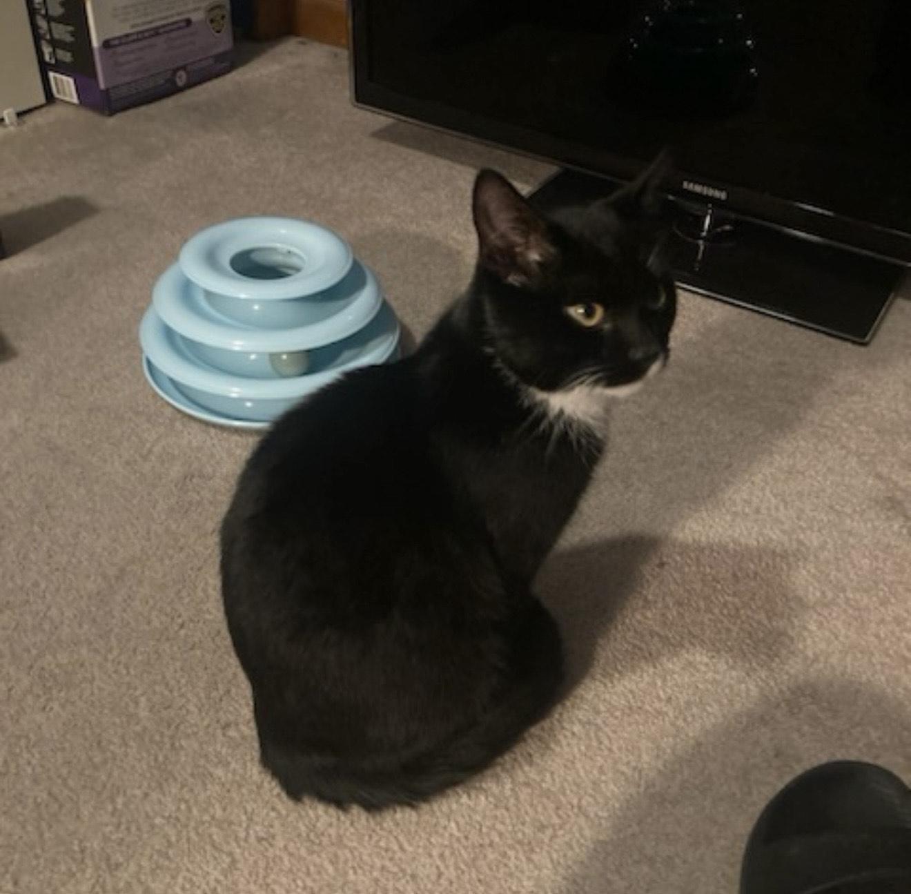 Tuxie, ADOPTABLE, Kitten Male Tuxedo.