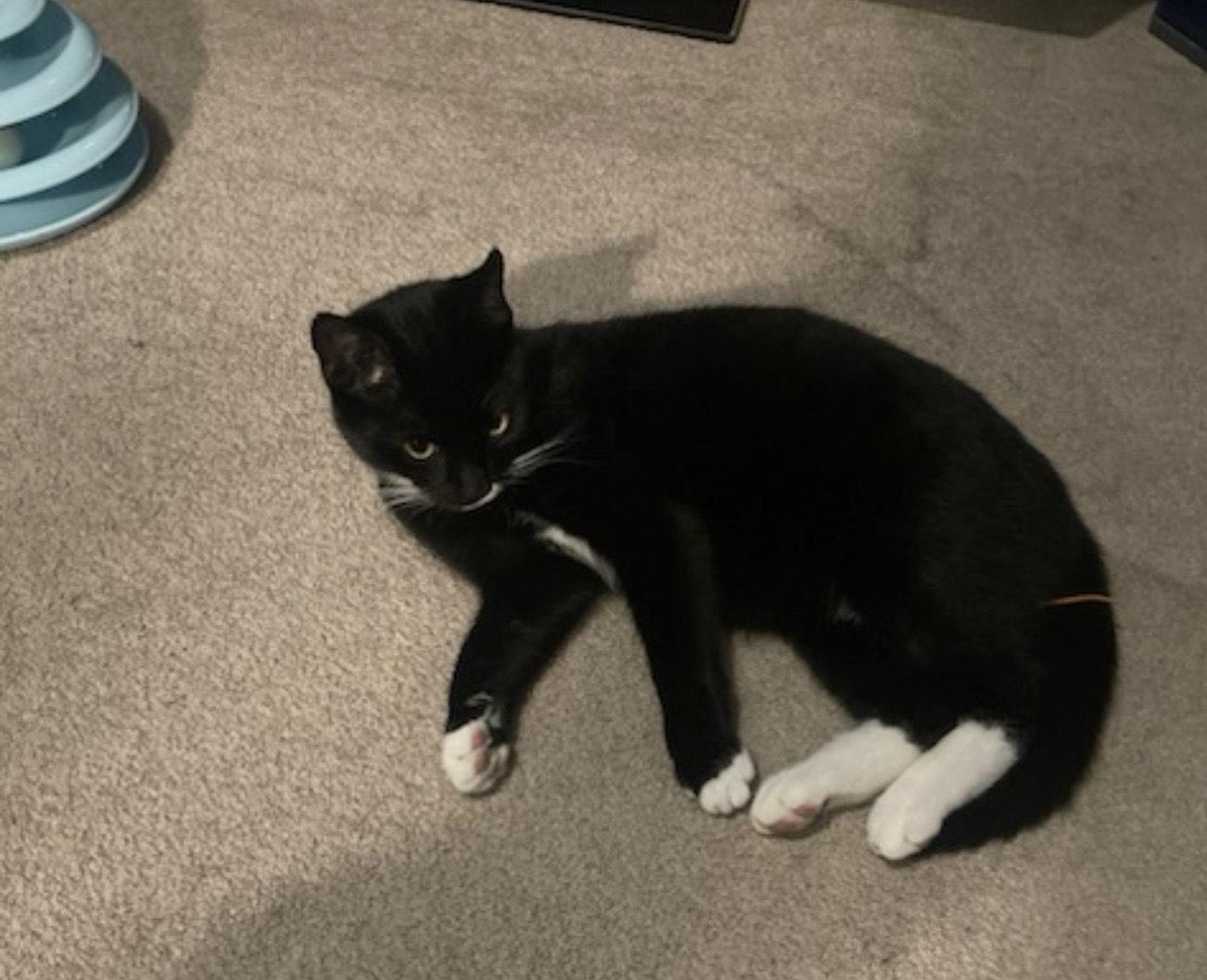 Enlarge Tuxie, a ADOPTABLE Tuxedo in CANONSBURG, PA image 2/3