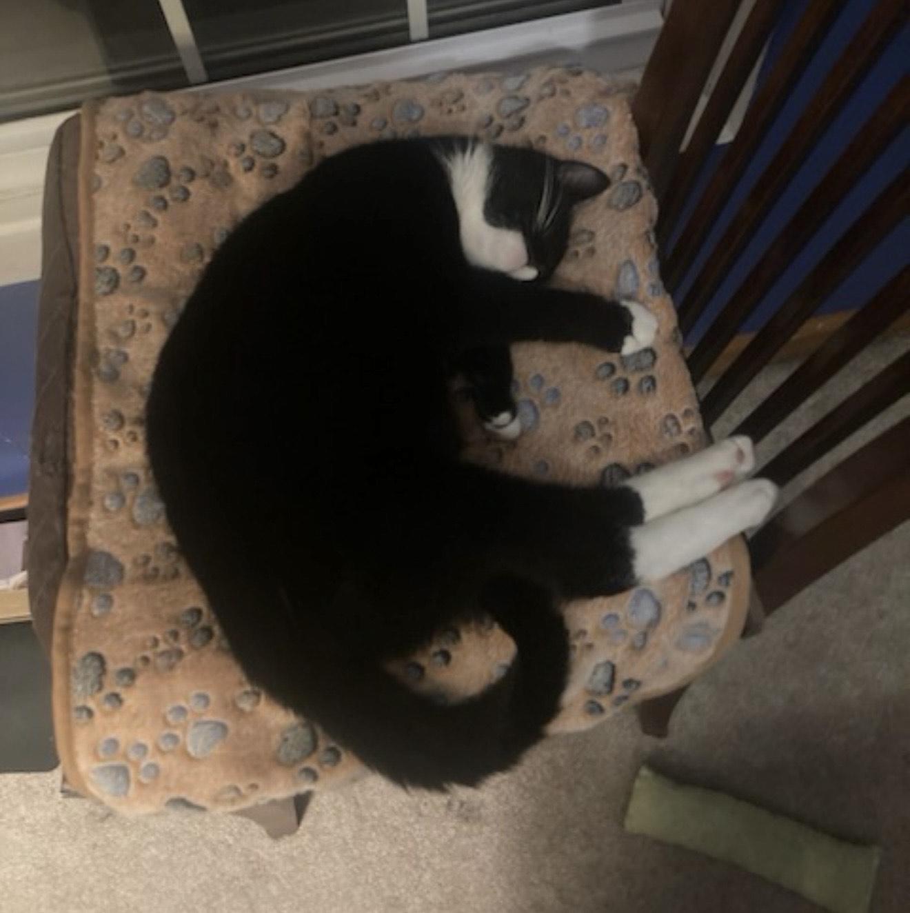 Enlarge Tuxie, a ADOPTABLE Tuxedo in CANONSBURG, PA image 3/3