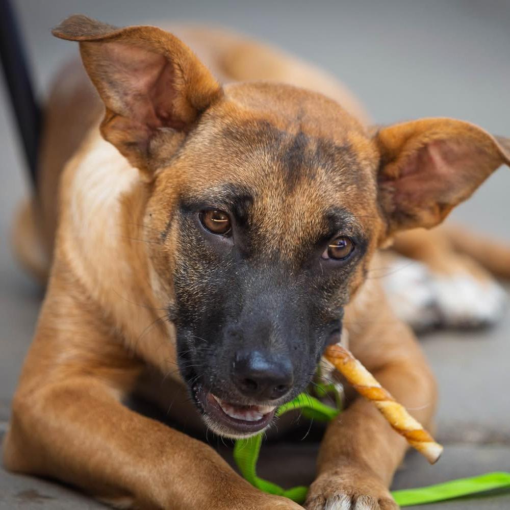 Harmony, Adoptable, Adult Female Belgian Shepherd / Malinois & Mixed Breed.