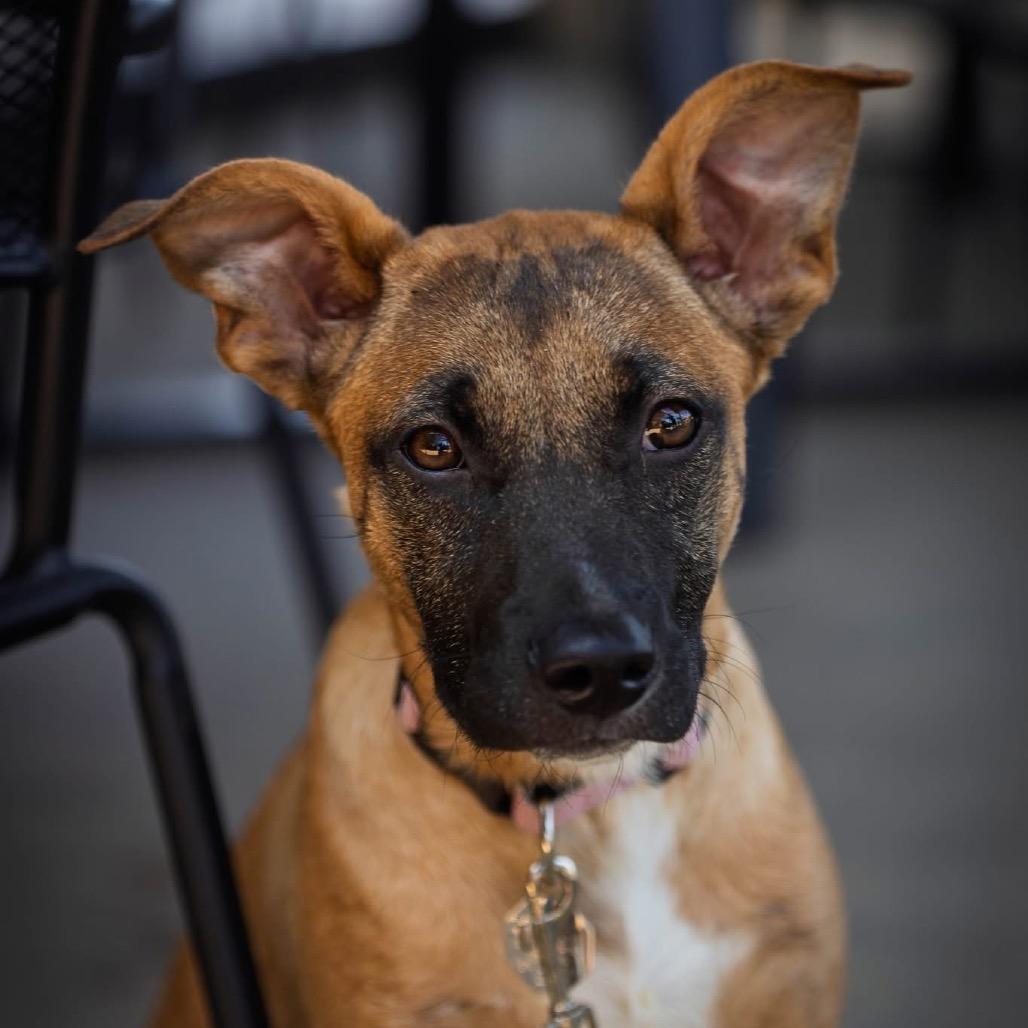 Harmony, a Adoptable mixed breed in Tulsa, OK image 5/6