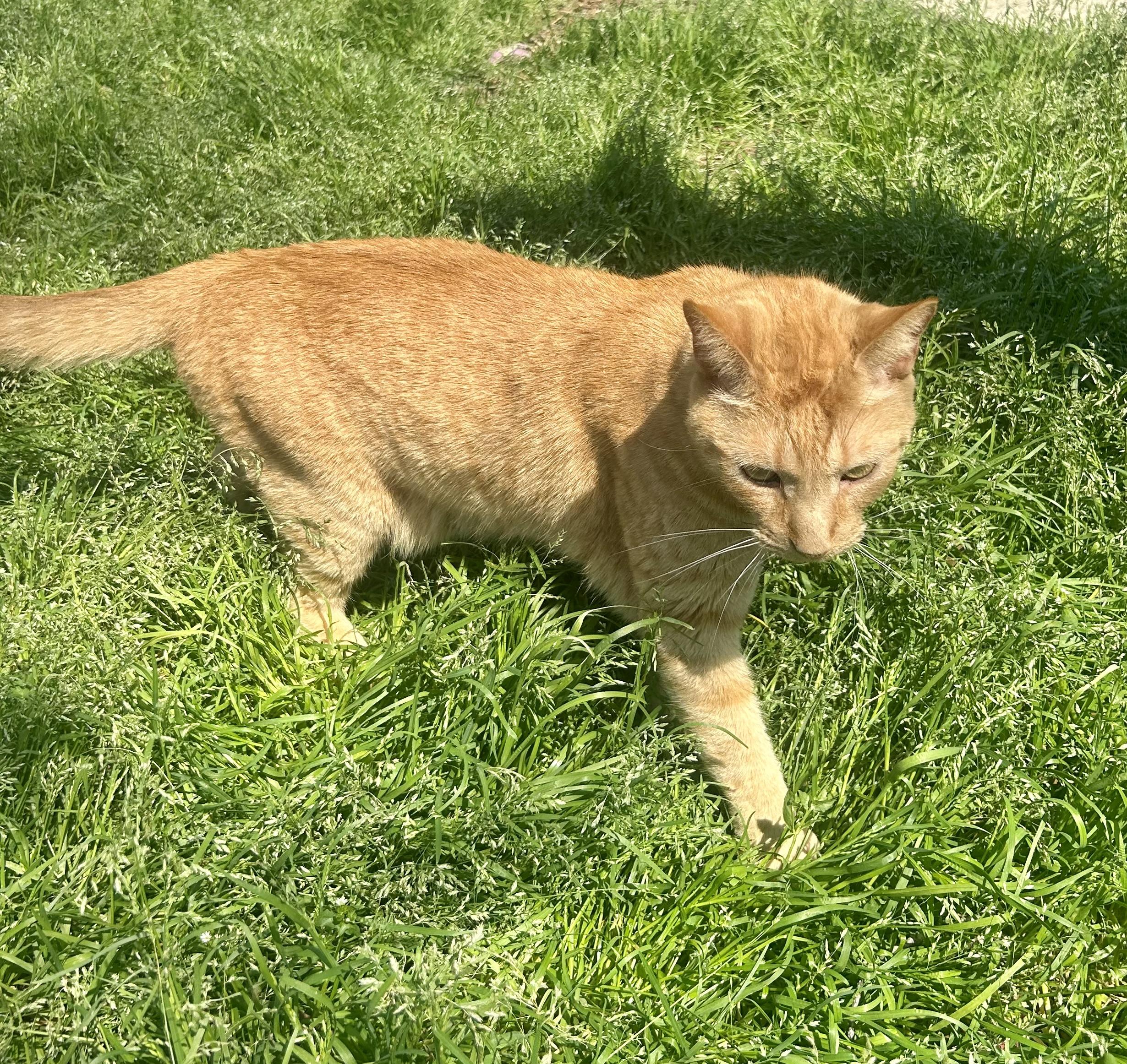 Wee Willy, Adult Male Domestic Short Hair