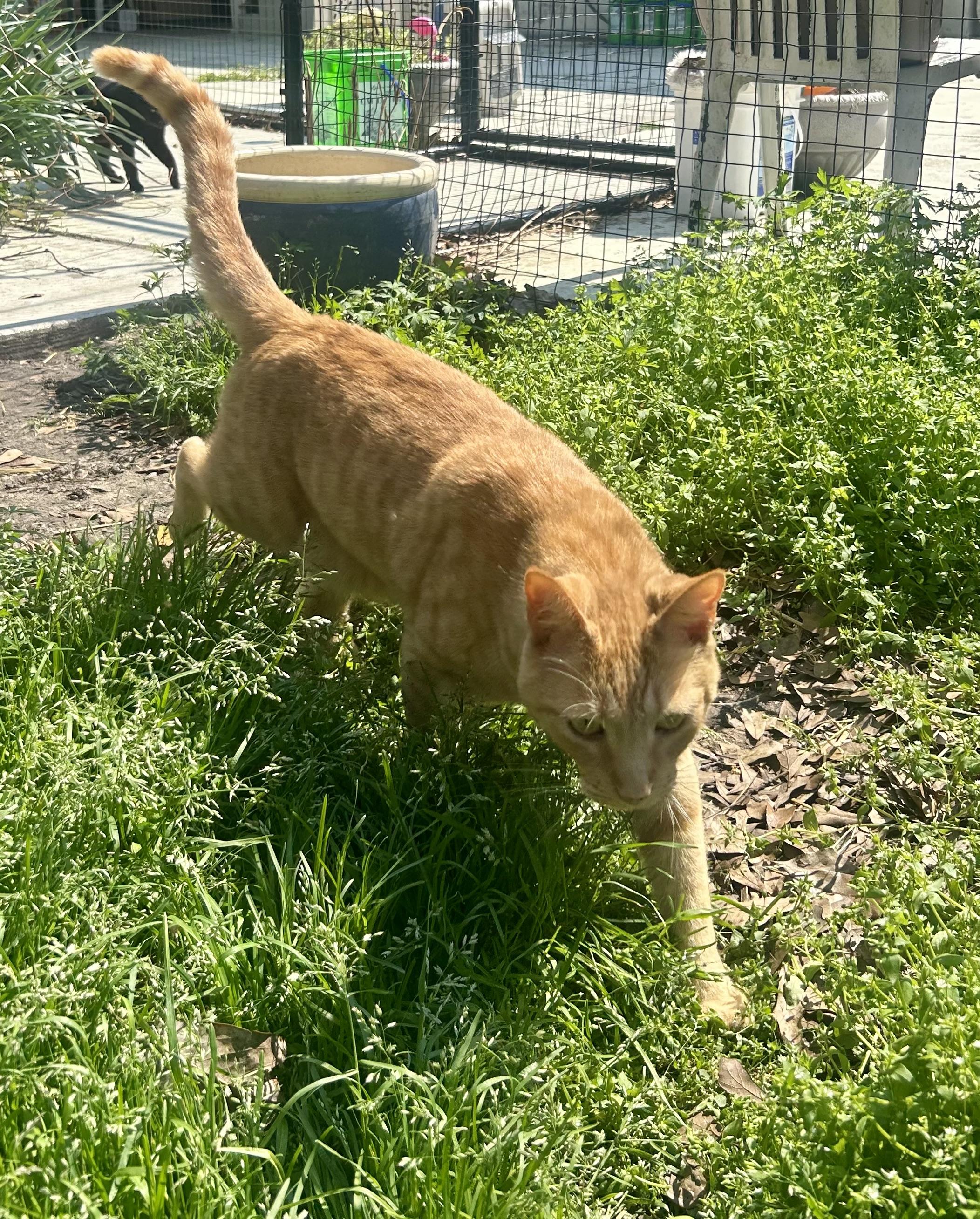 Enlarge Wee Willy, a Adoptable Domestic Short Hair in Myrtle Beach, SC image 2/6