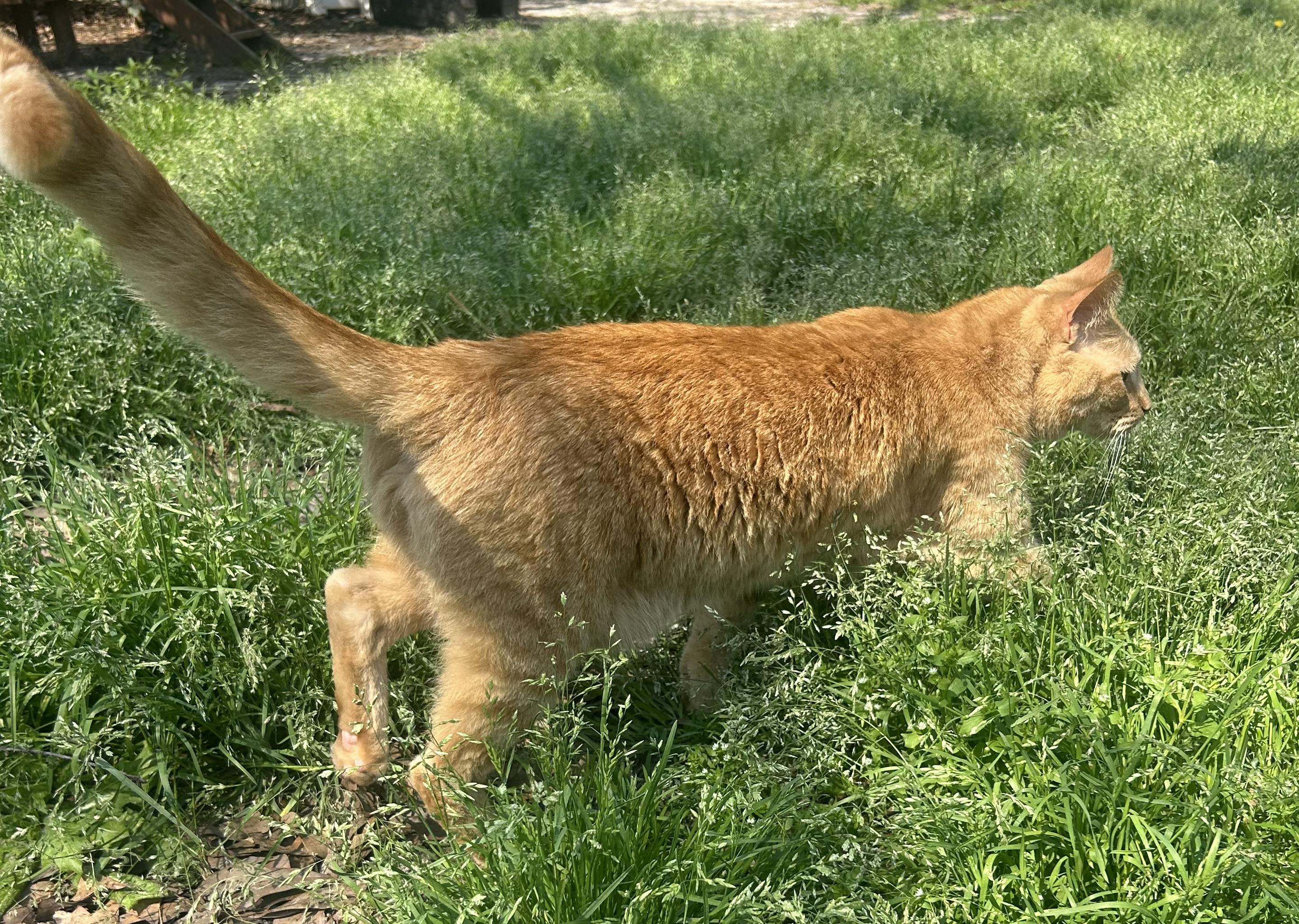 Enlarge Wee Willy, a Adoptable Domestic Short Hair in Myrtle Beach, SC image 3/6