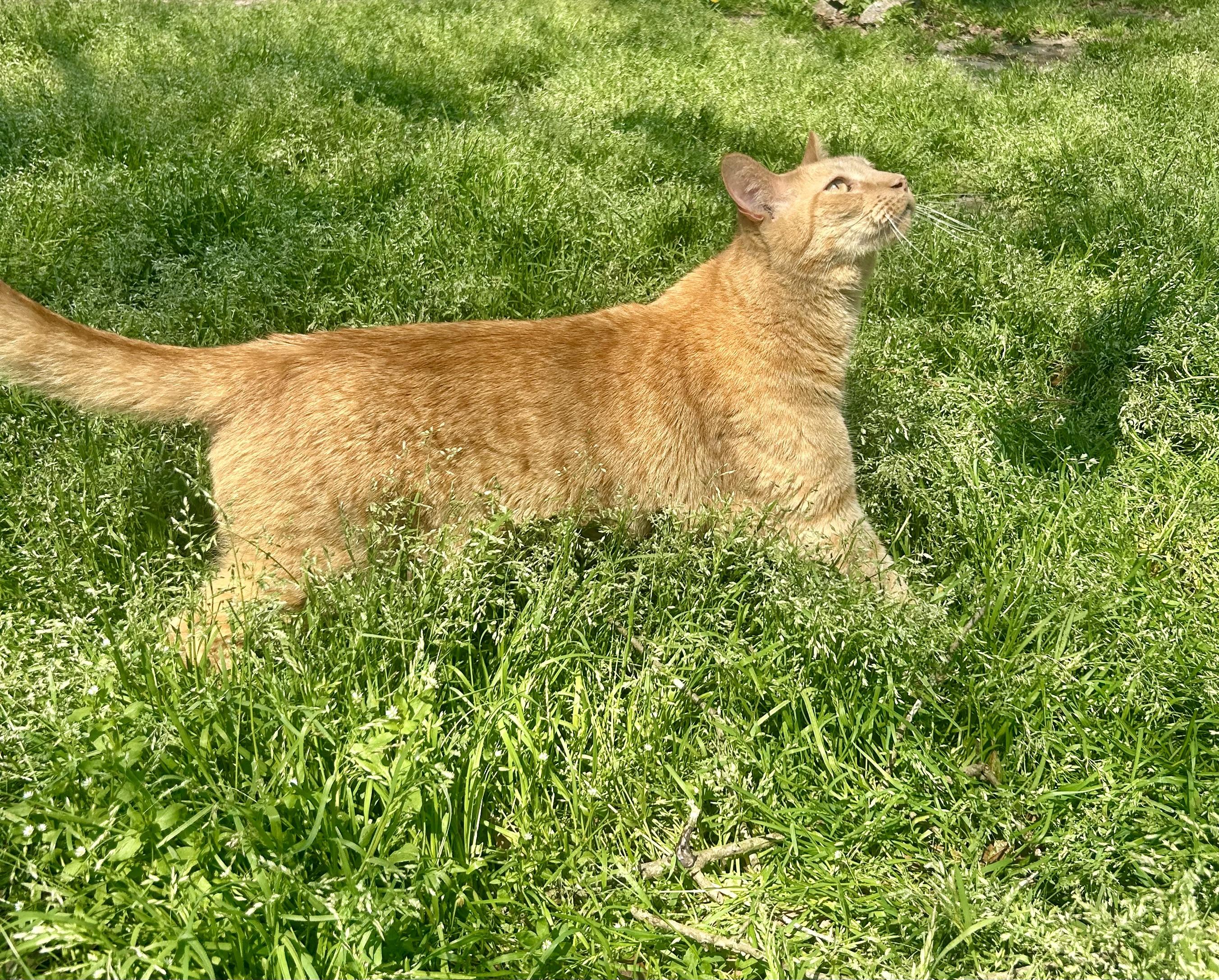 Enlarge Wee Willy, a Adoptable Domestic Short Hair in Myrtle Beach, SC image 4/6