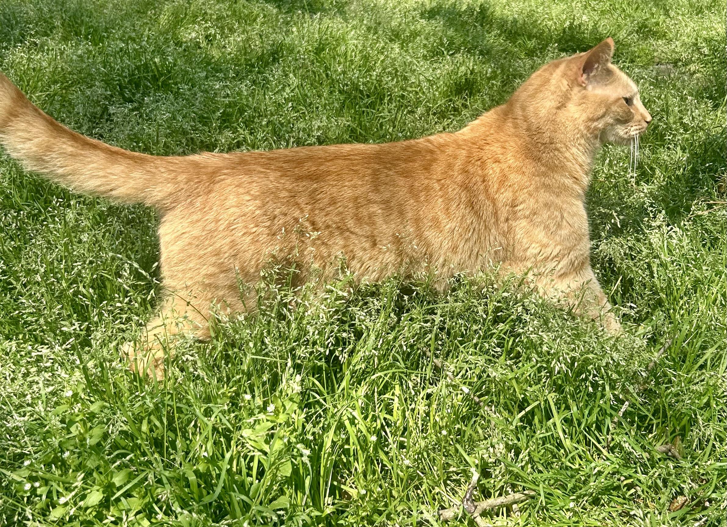 Enlarge Wee Willy, a Adoptable Domestic Short Hair in Myrtle Beach, SC image 5/6