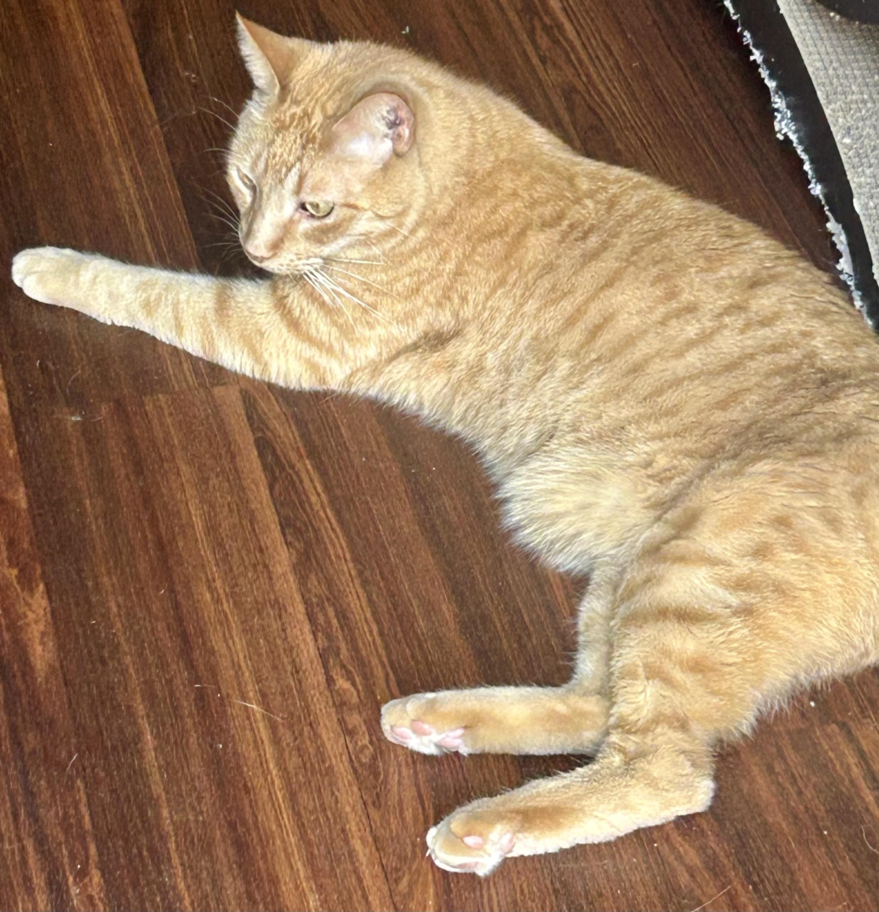 Enlarge Wee Willy, a Adoptable Domestic Short Hair in Myrtle Beach, SC image 6/6