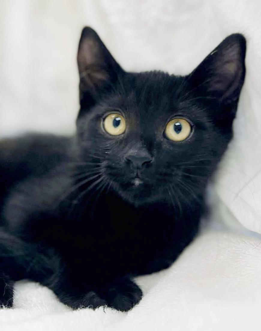 Colorado! He is so cute and cuddly - little chocolatey too! VIDEOS!!  CAN BE SOLO CAT, an adoptable Bombay, Havana in Bedford Hills, NY, 10507 | Photo Image 2