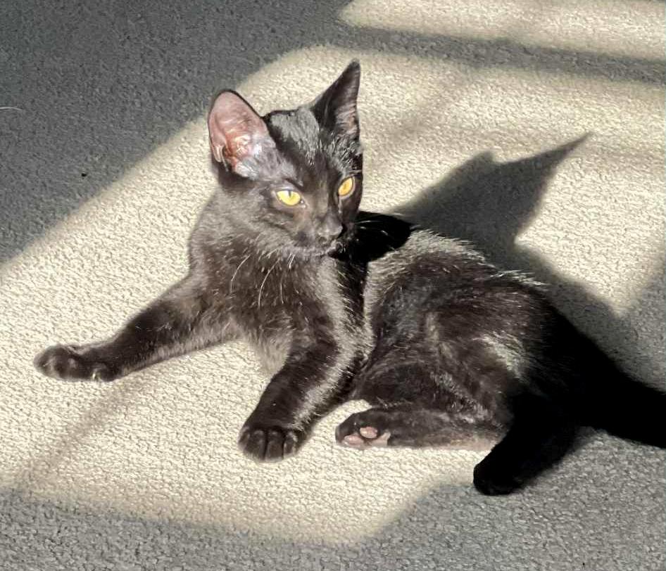 Colorado! He is so cute and cuddly - little chocolatey too! VIDEOS!!  CAN BE SOLO CAT, an adoptable Bombay, Havana in Bedford Hills, NY, 10507 | Photo Image 4