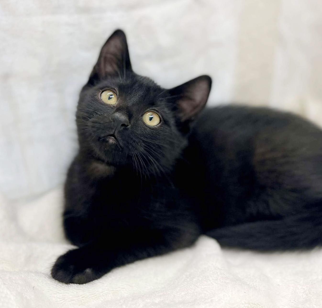 Colorado! He is so cute and cuddly - little chocolatey too! VIDEOS!!  CAN BE SOLO CAT, an adoptable Bombay, Havana in Bedford Hills, NY, 10507 | Photo Image 3