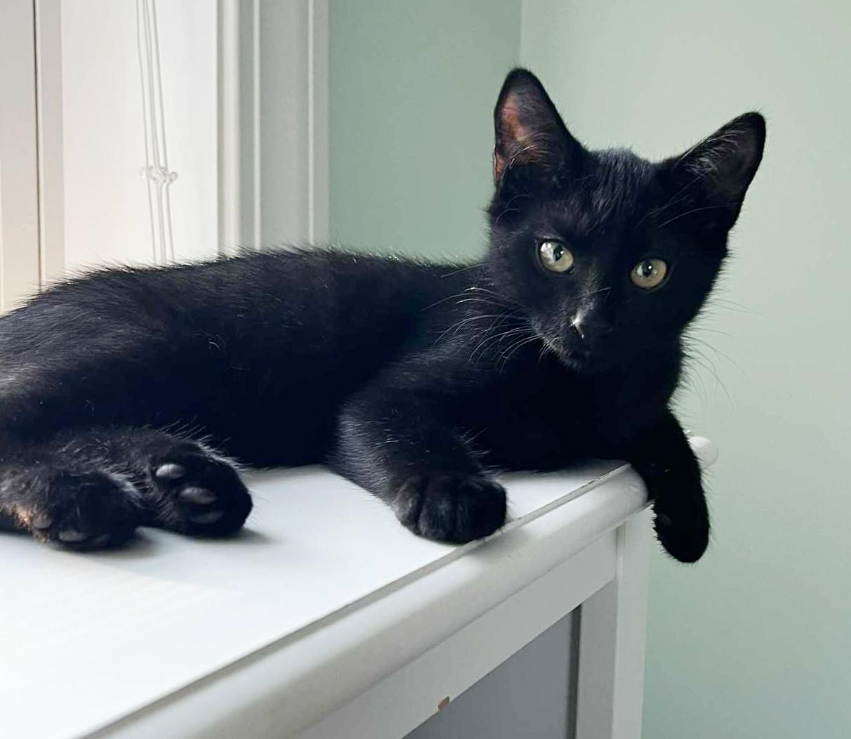 Colorado! He is so cute and cuddly - little chocolatey too! VIDEOS!!  CAN BE SOLO CAT, an adoptable Bombay, Havana in Bedford Hills, NY, 10507 | Photo Image 1