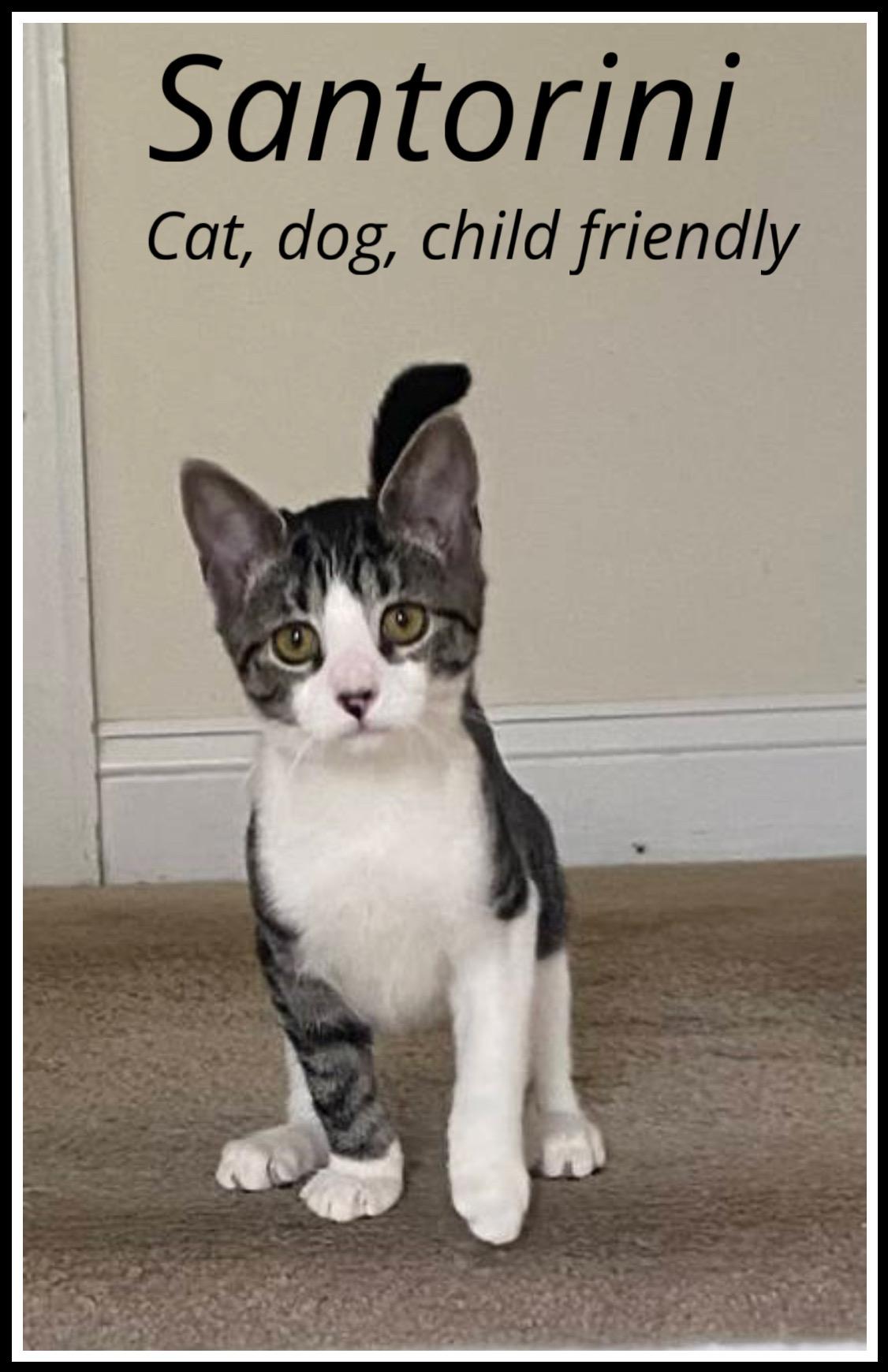 Santorini, Willow Grove Area (FCID 09/02/2925-123)