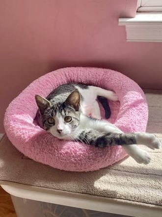 Santorini, Willow Grove Area (FCID 09/02/2925-123)