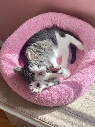 Santorini, Willow Grove Area (FCID 09/02/2925-123)