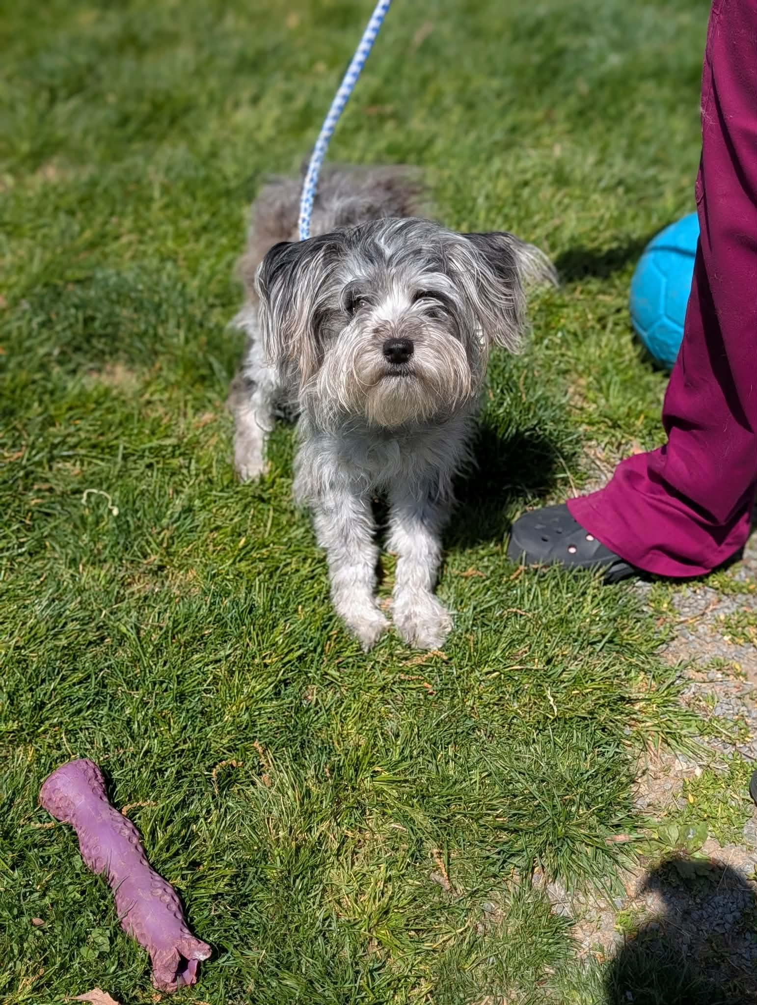 Daisy, adopted, Young Female Miniature Schnauzer & Australian Shepherd.