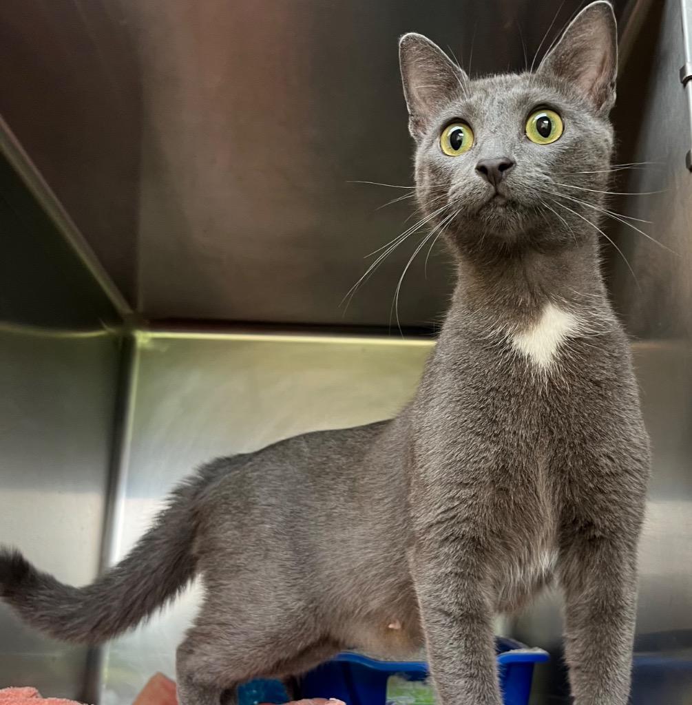 Fruit Basket, Adoptable, Young Female Domestic Short Hair.