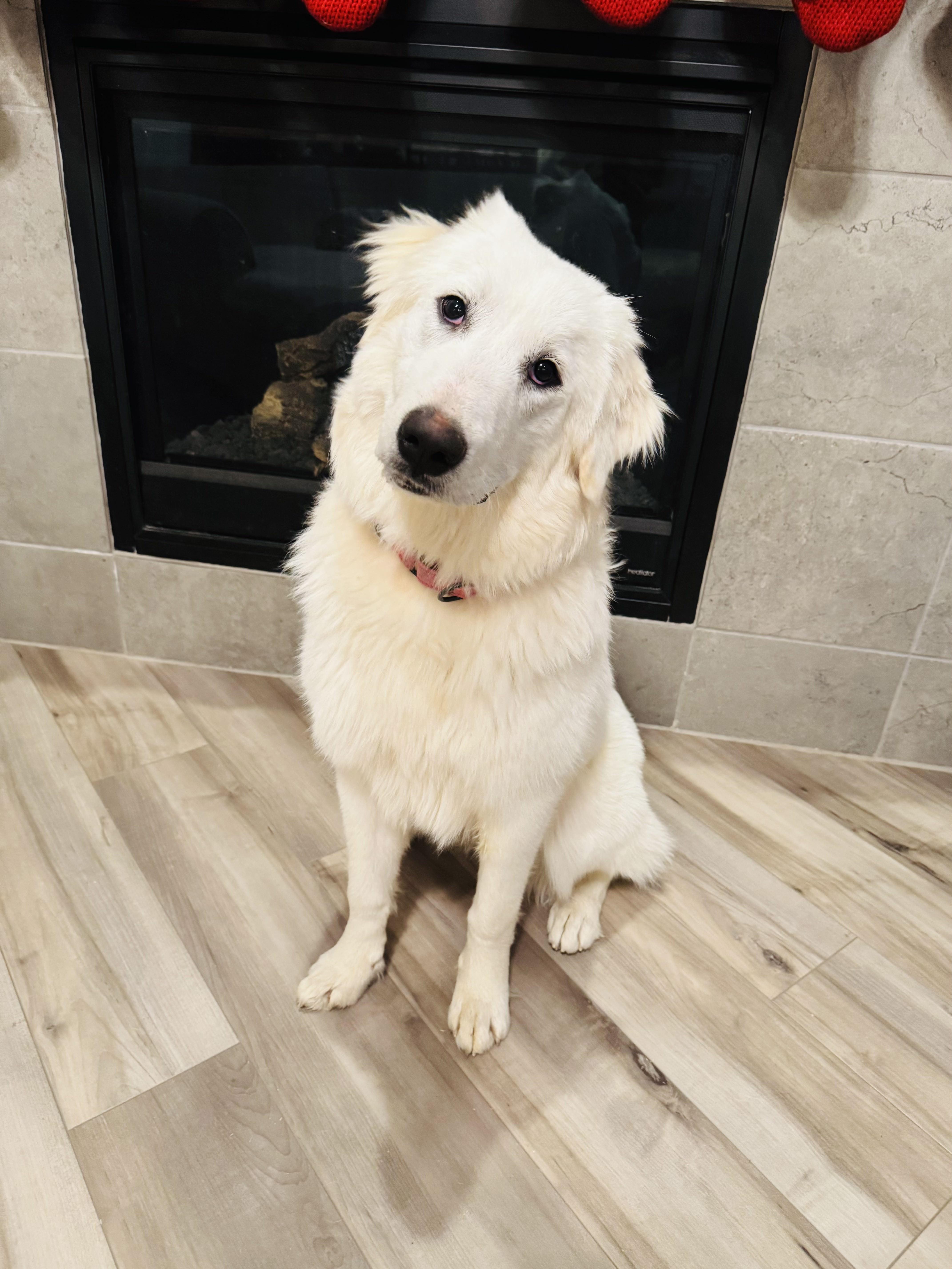 Enlarge Annie, a ADOPTABLE Great Pyrenees in Mansfield, TX image 2/2