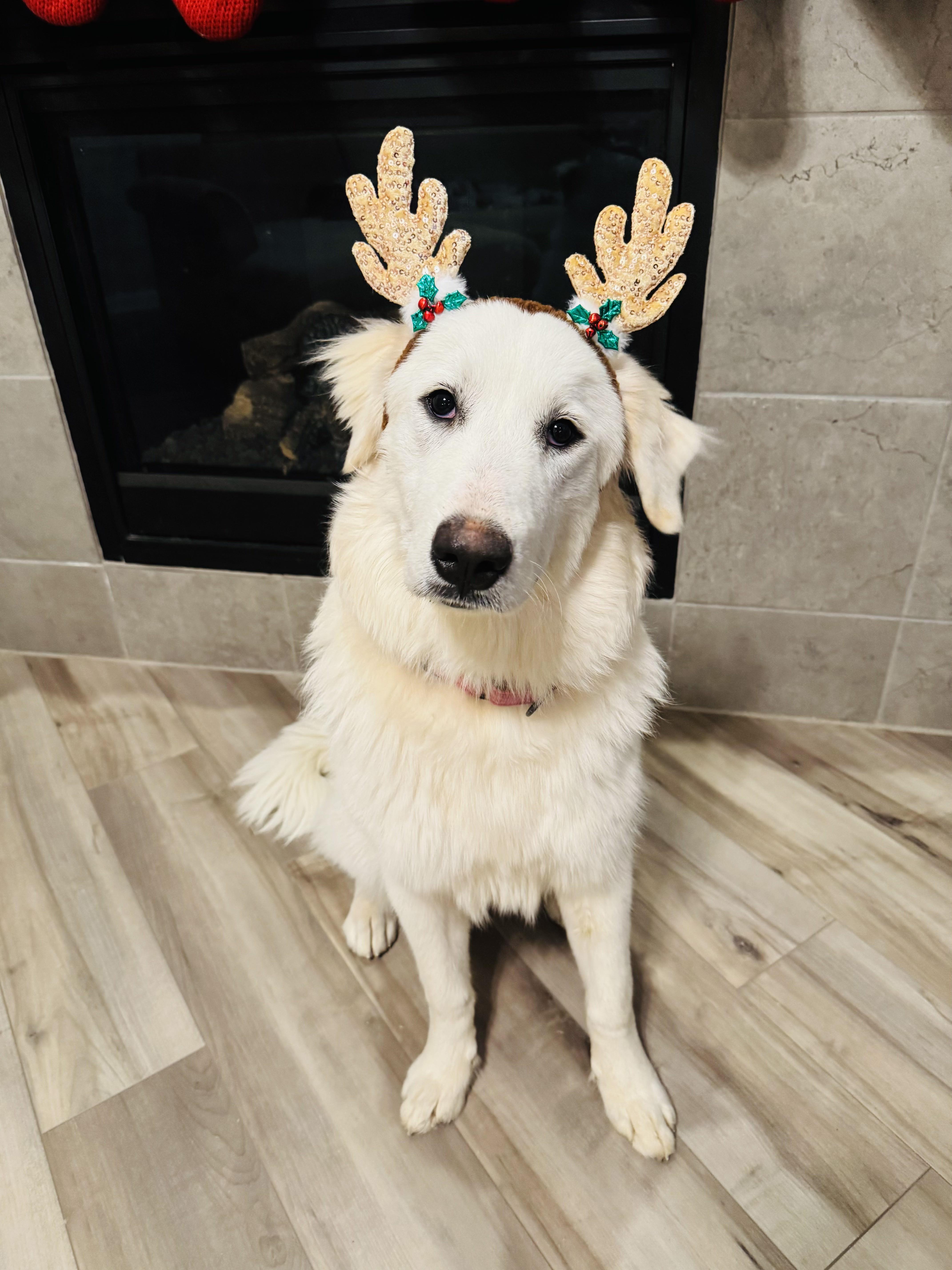 Enlarge Annie, a ADOPTABLE Great Pyrenees in Mansfield, TX image 1/2