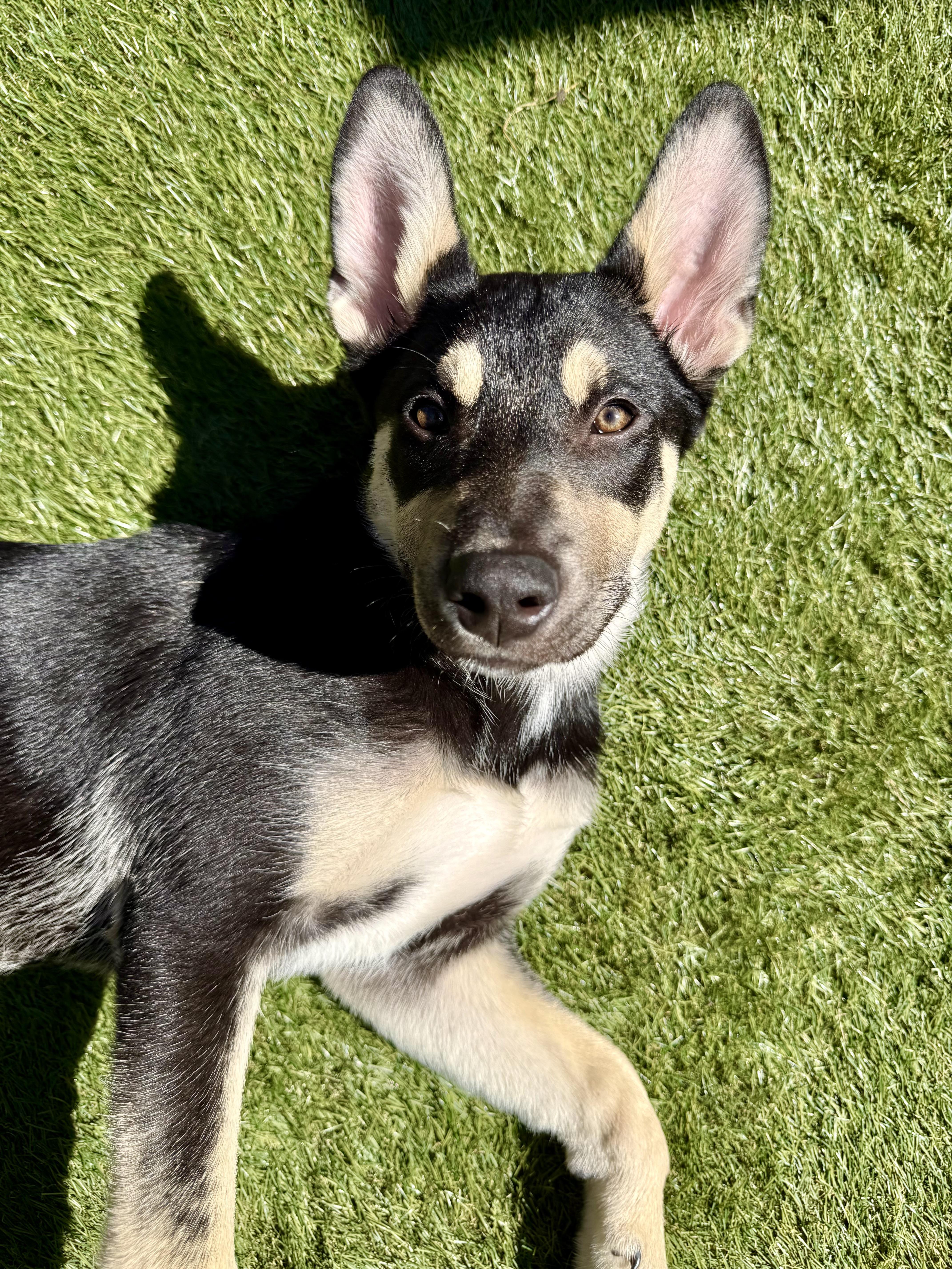Enlarge Stella~ intelligent and snuggly, a Adoptable mixed breed in Irvine, CA image 4/4