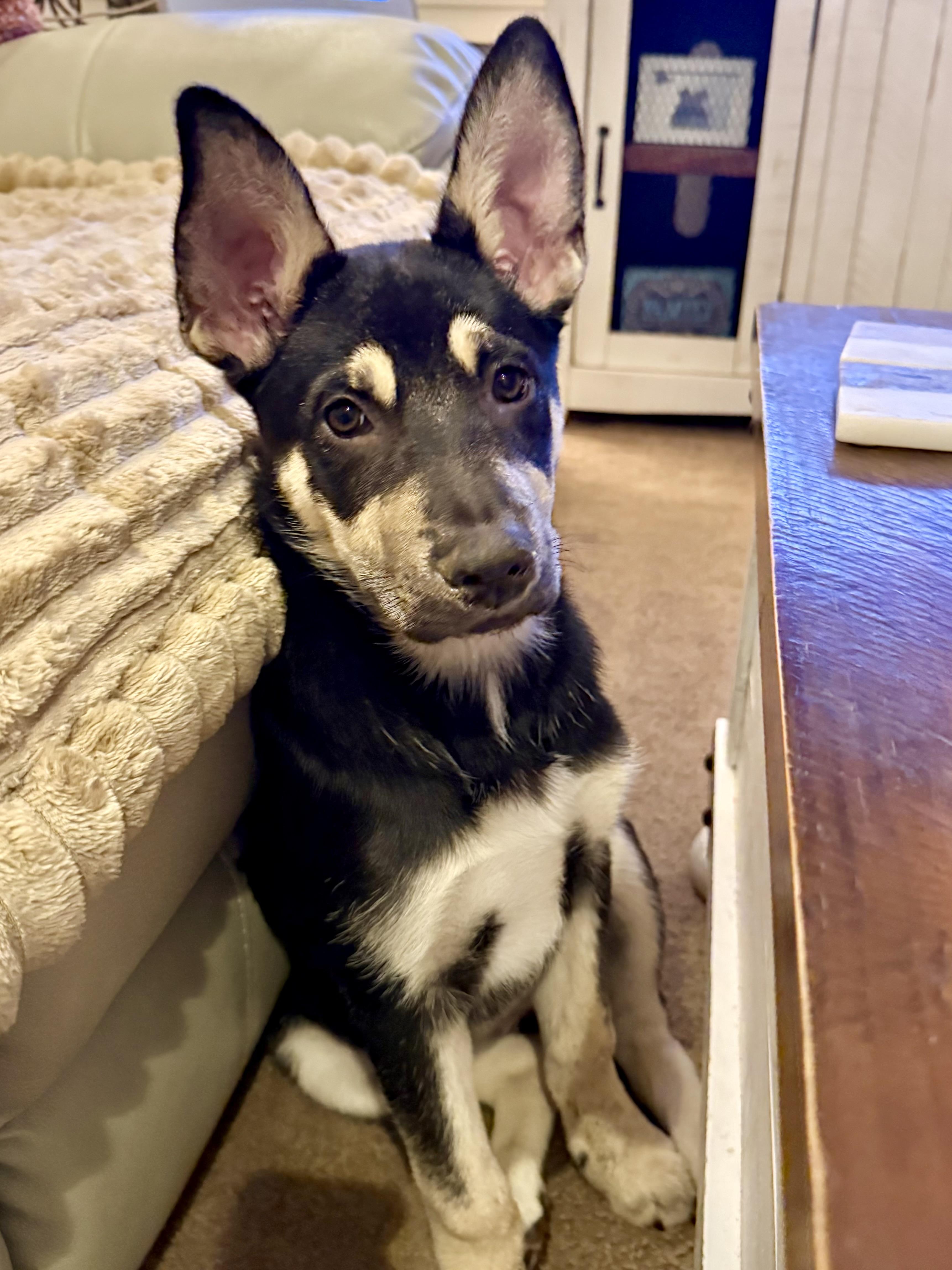 Enlarge Stella~ intelligent and snuggly, a Adoptable mixed breed in Irvine, CA image 1/4